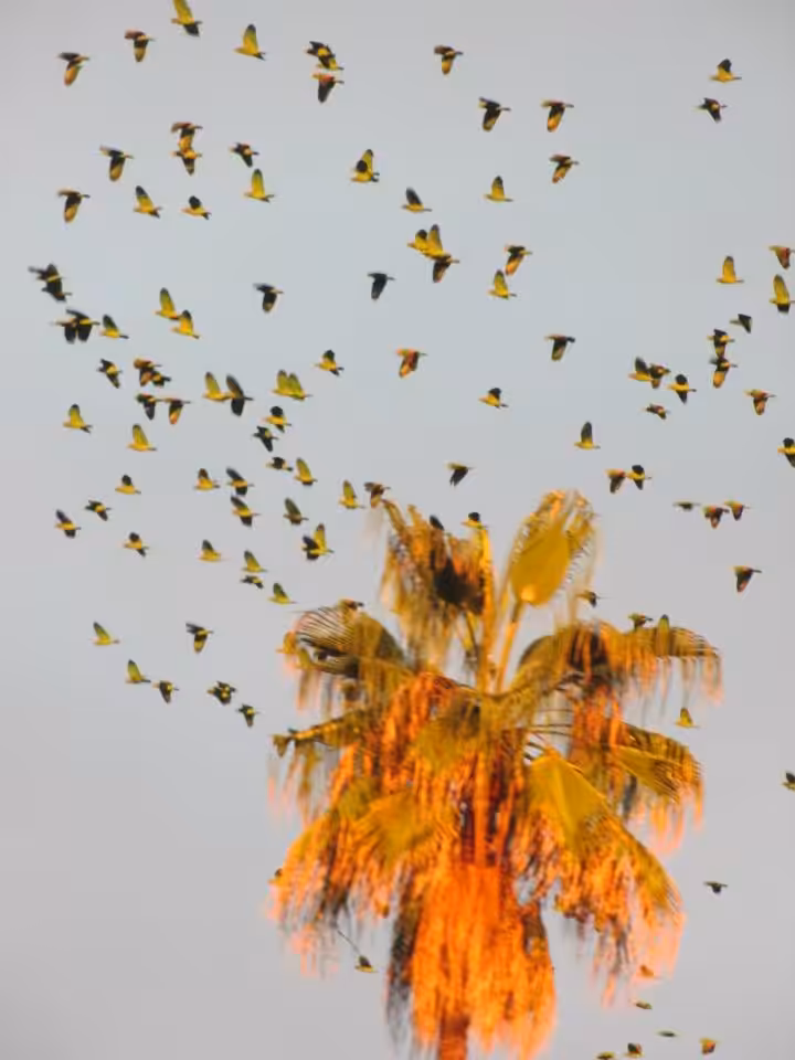 Screaming Parrots of Pasadena
