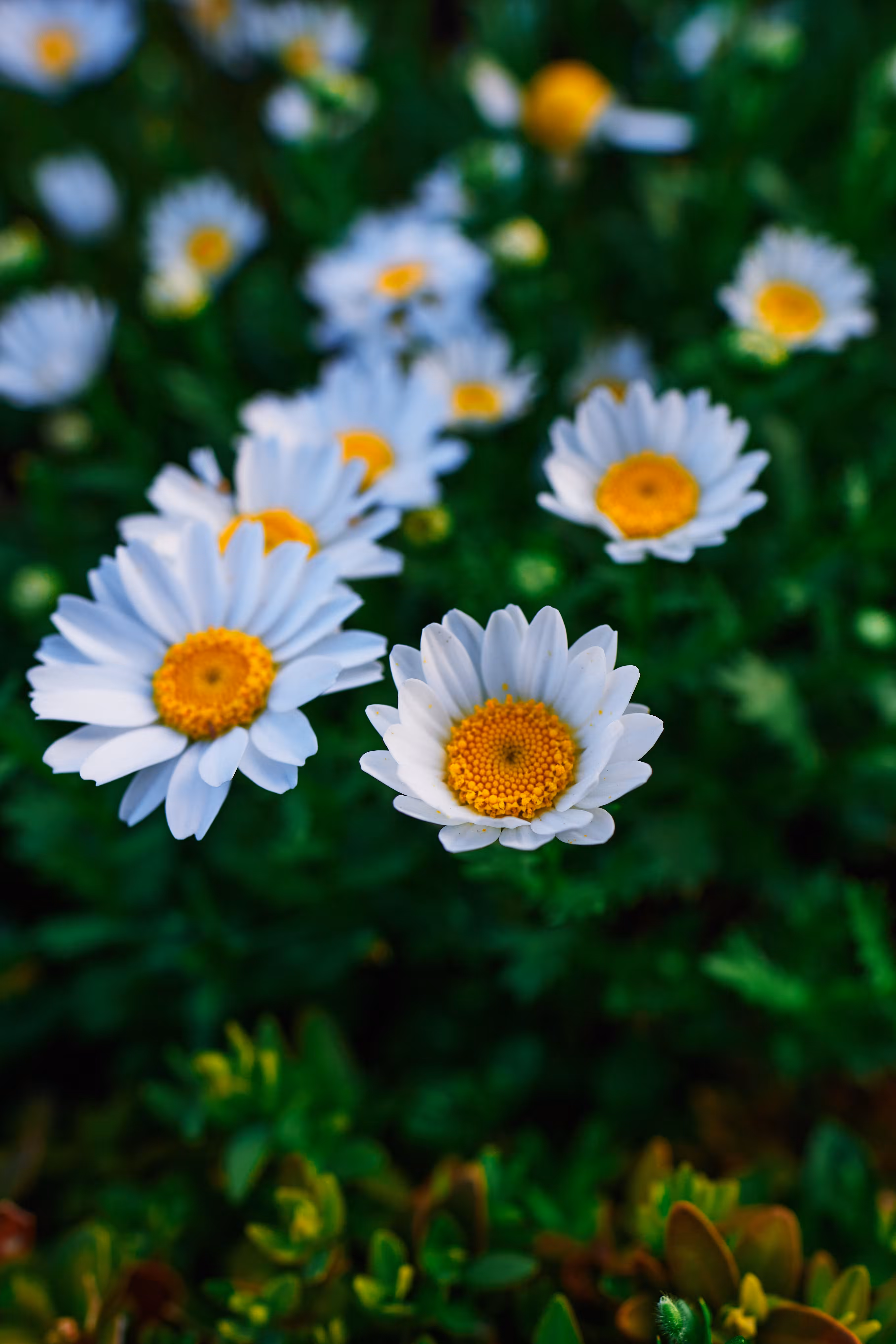 Daisy