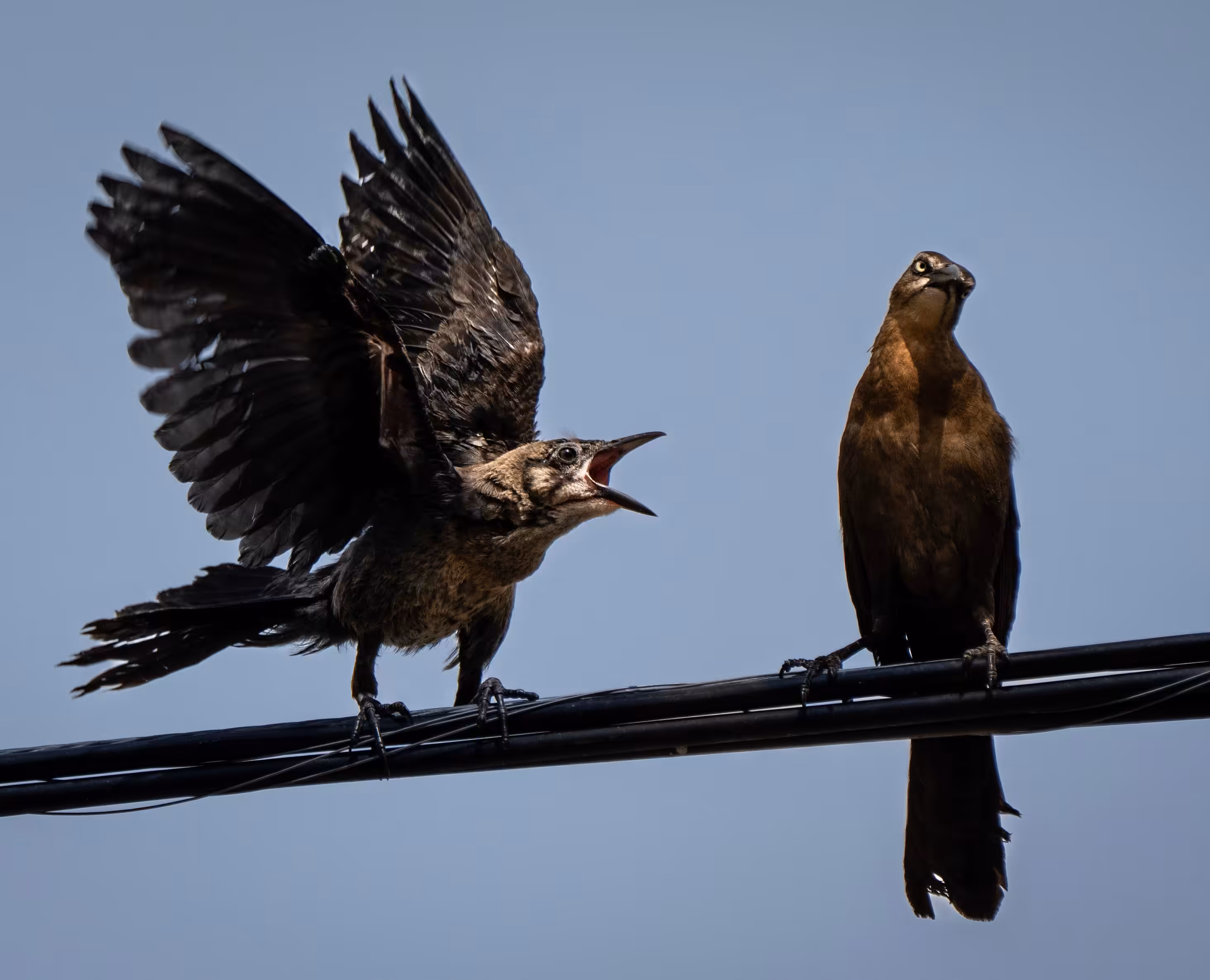 Grackle adolescent