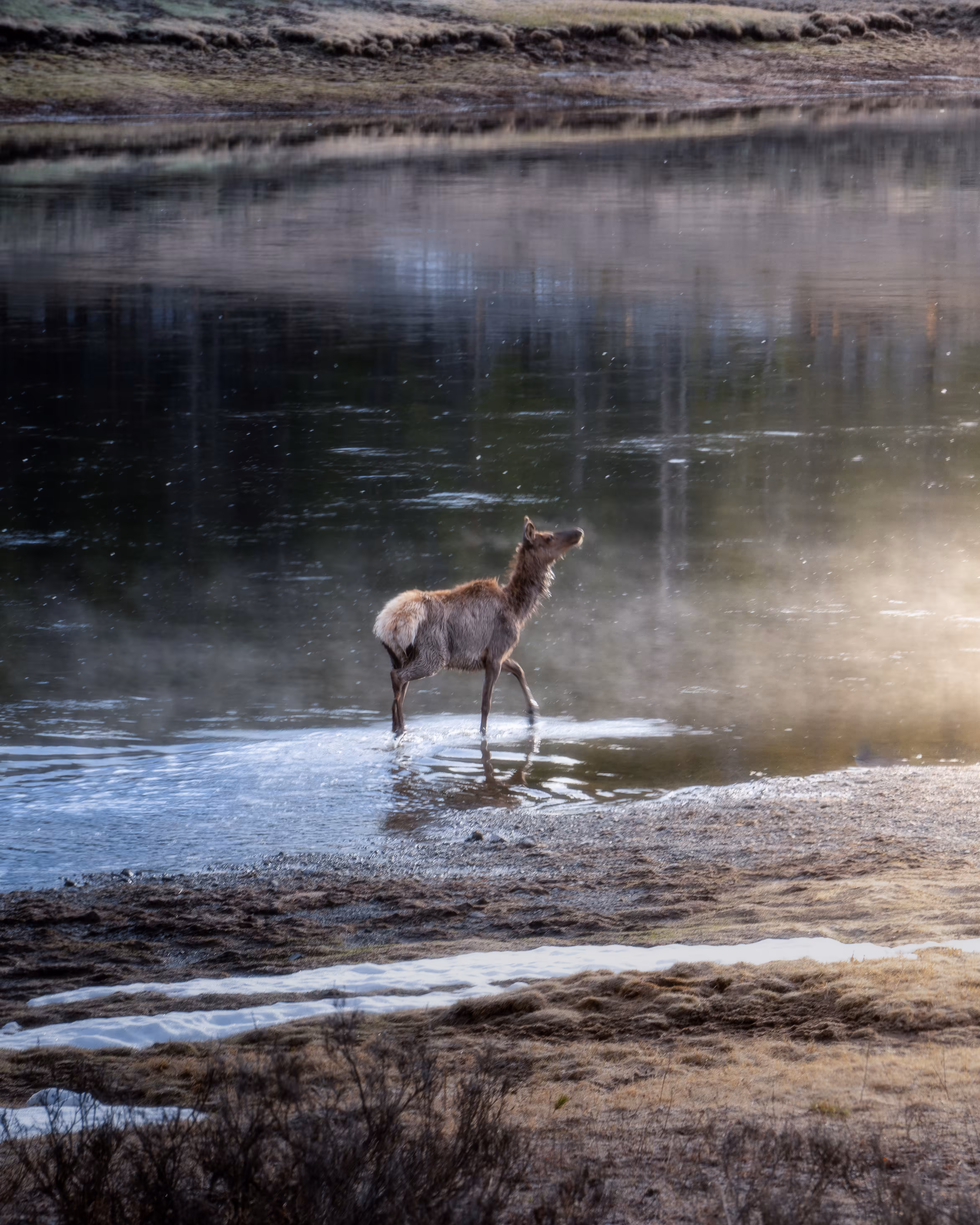 Good Morning Deer