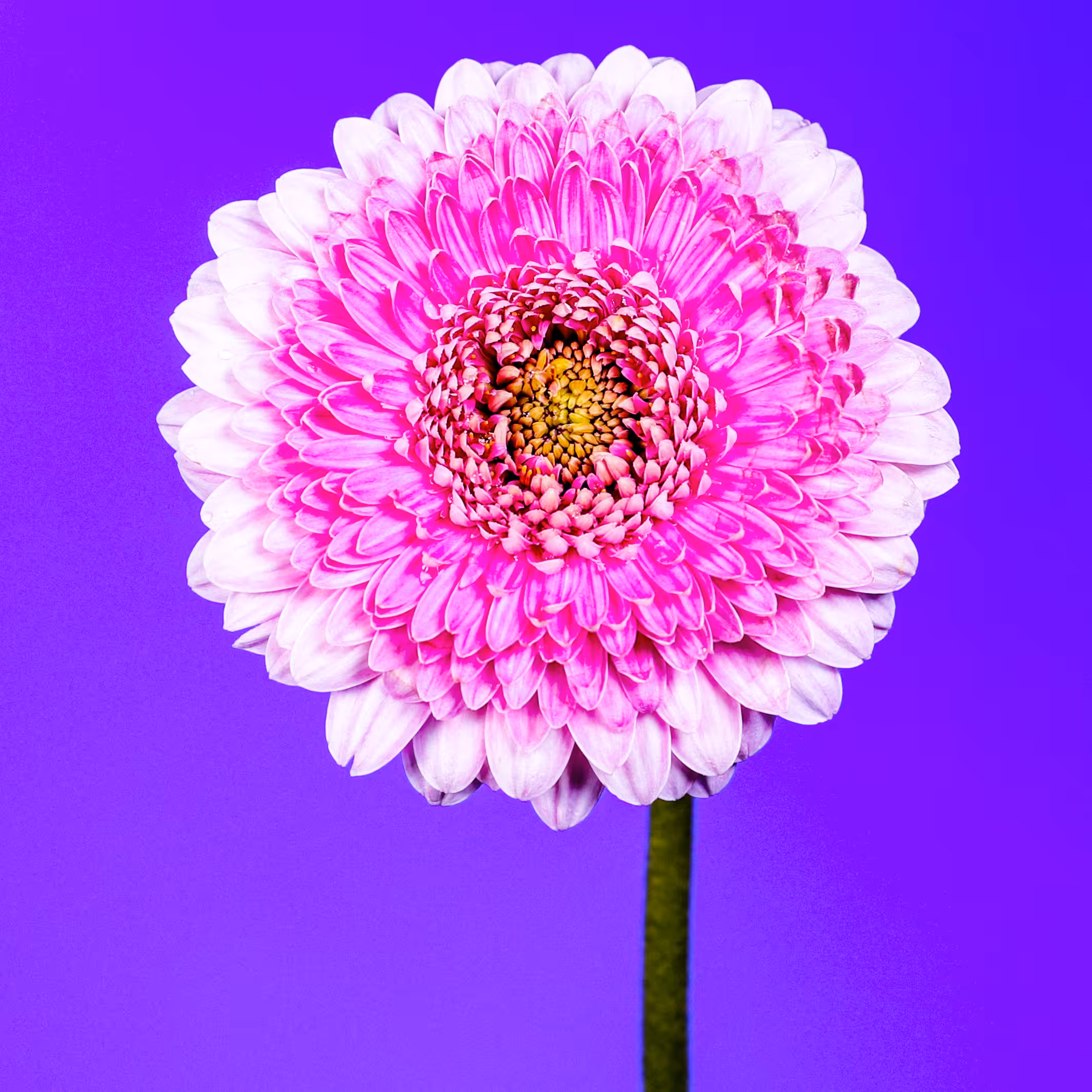 Flower #35