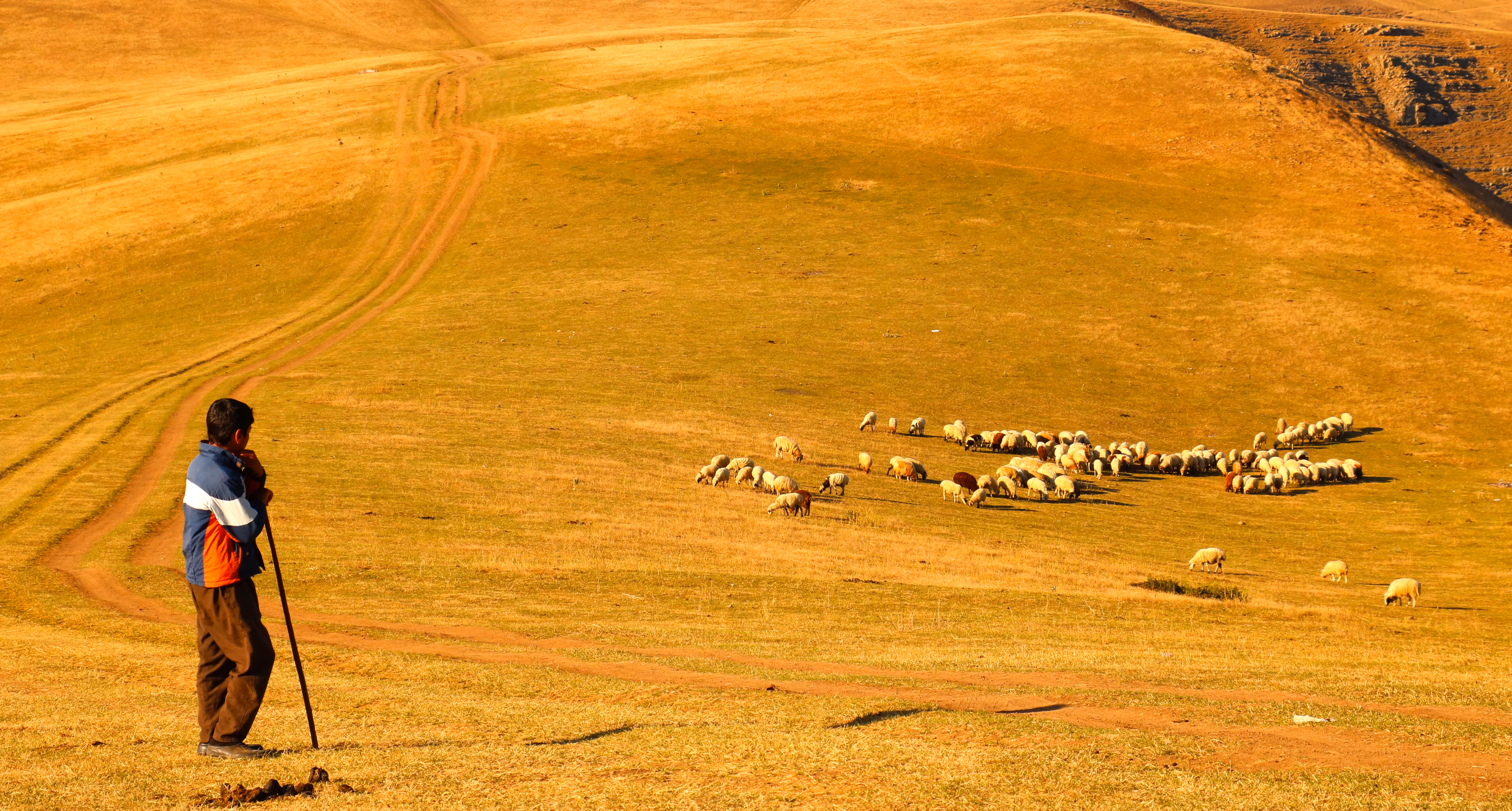 Young Shepherd