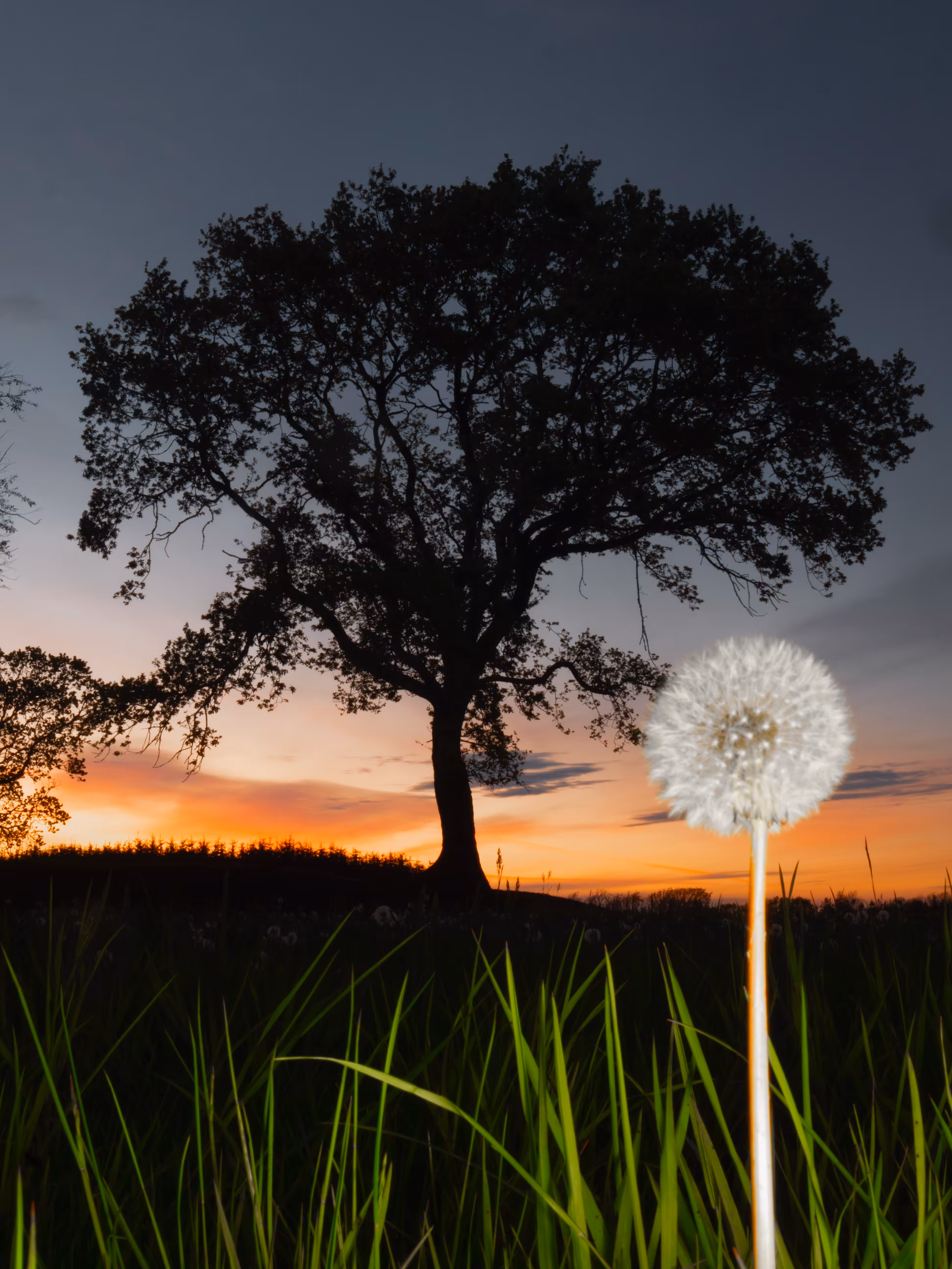 Dandelions & tree