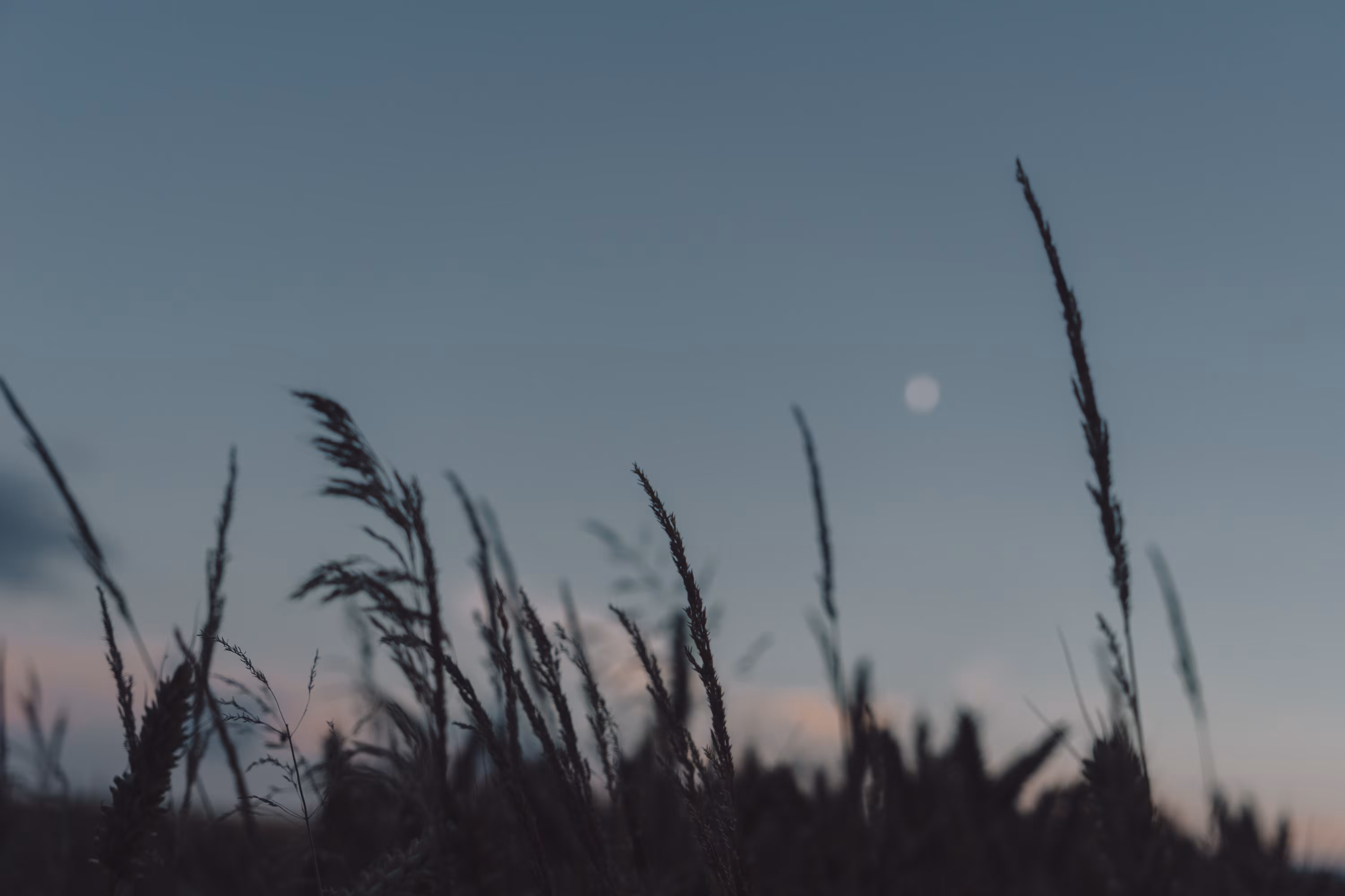 wishes at dusk (to the moon and back)