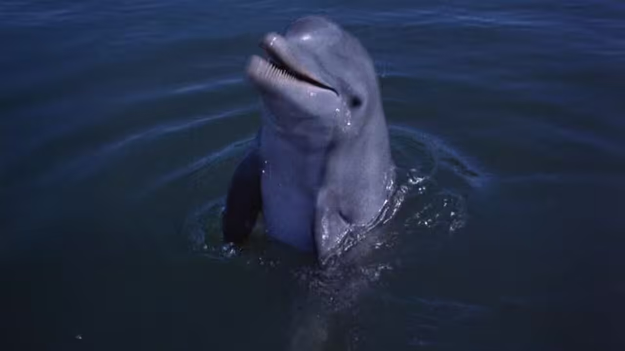 The Flipper