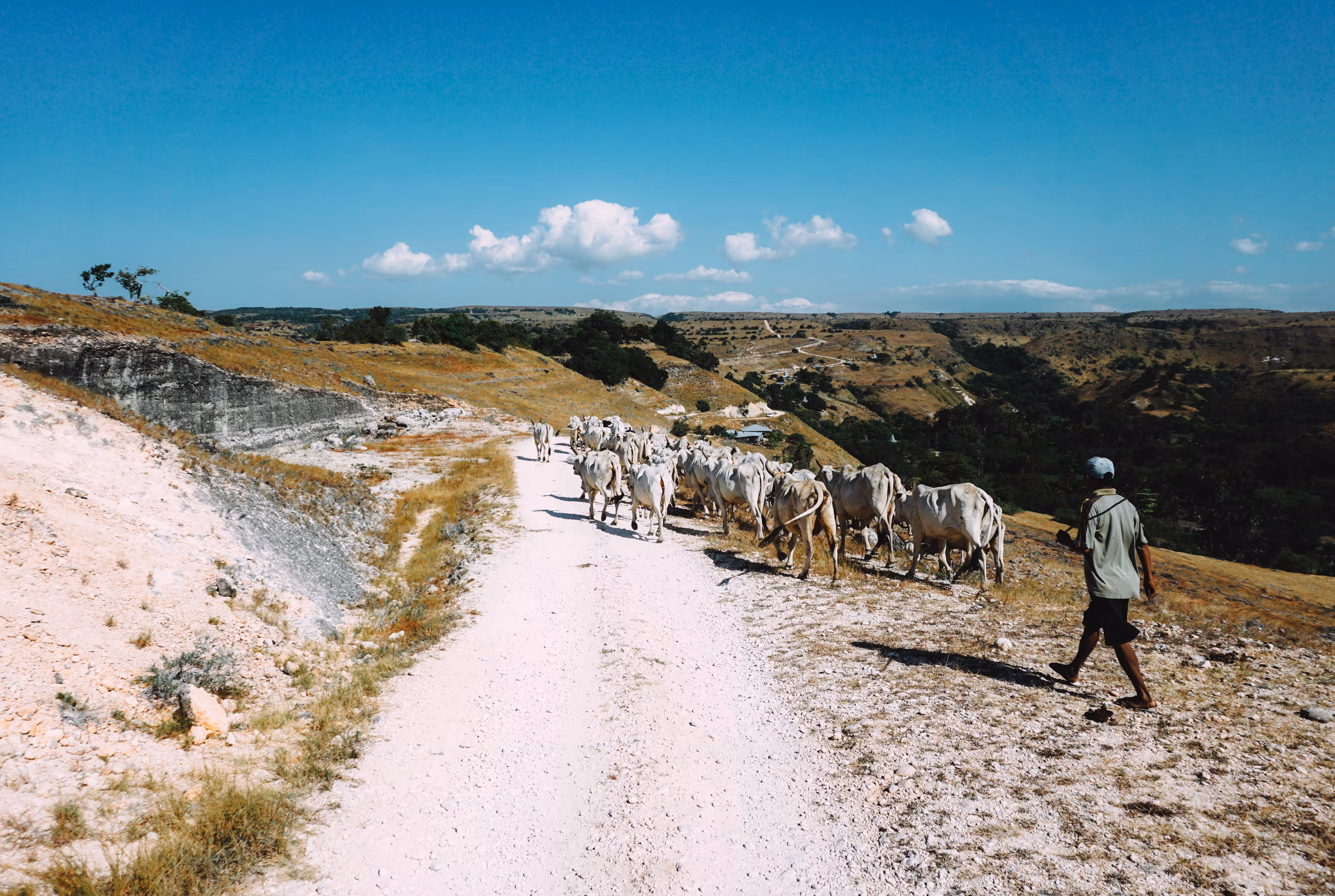 The shepherd