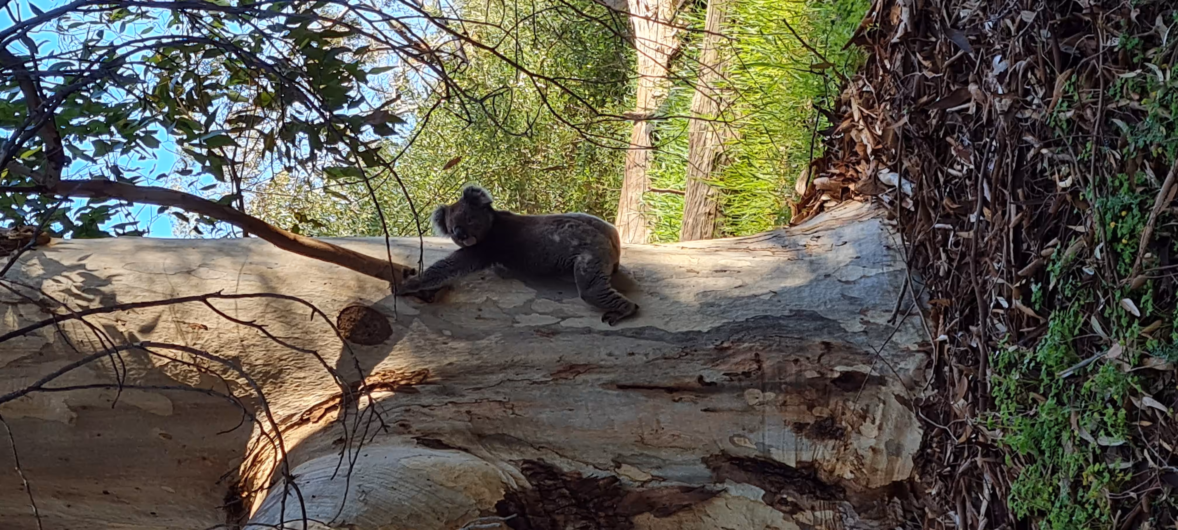 Morialta koala
