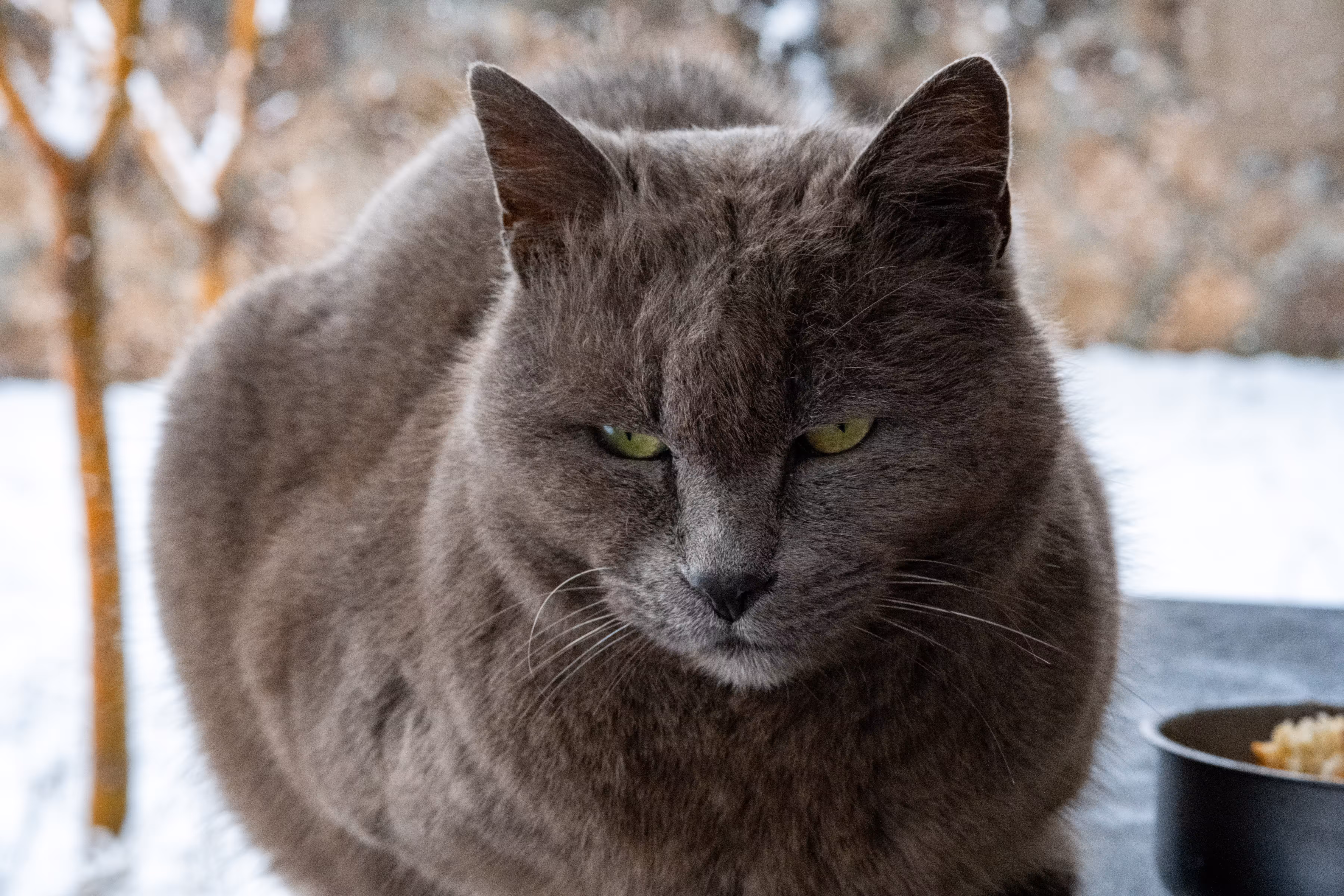 The Silent Observer