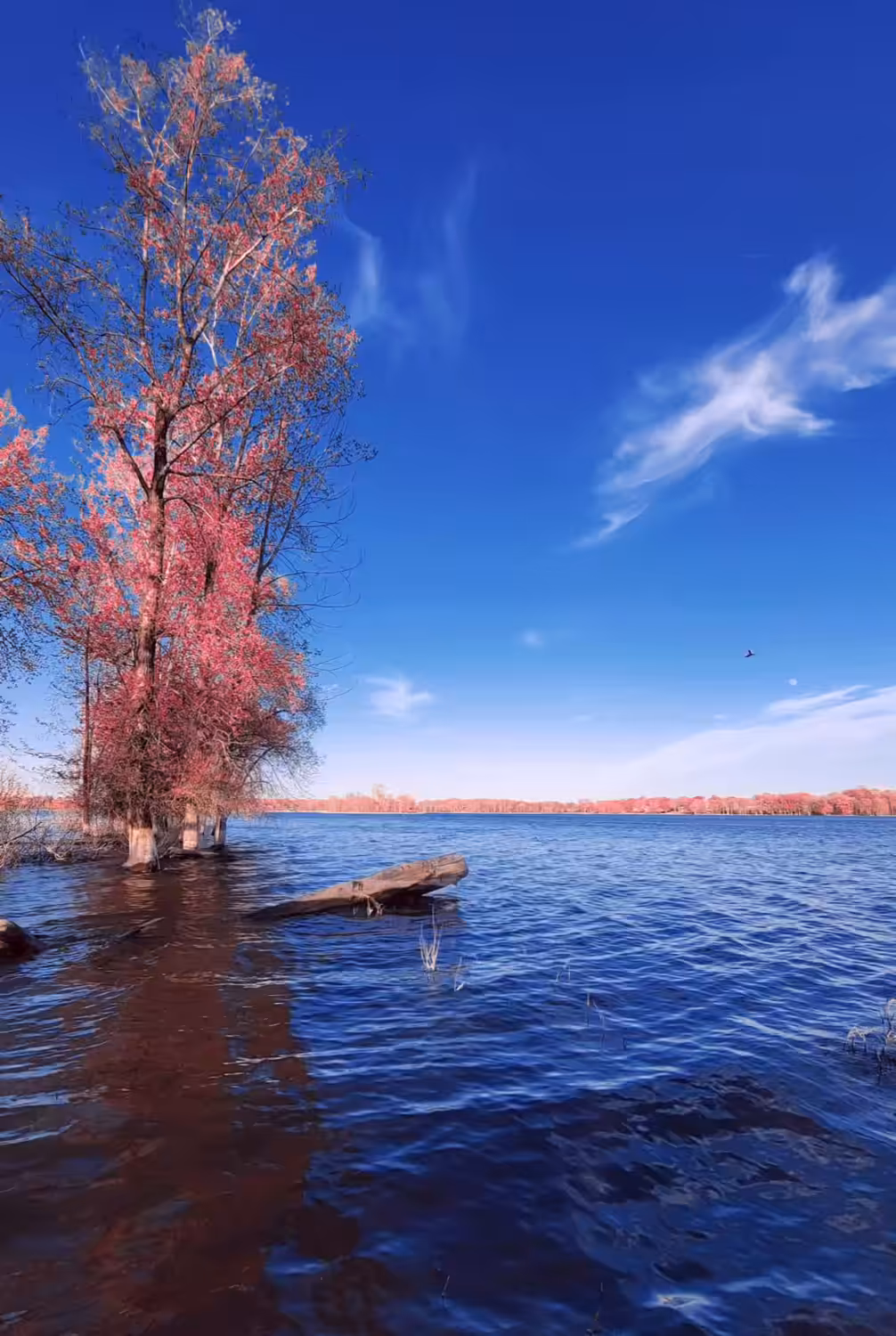 Horizon #1