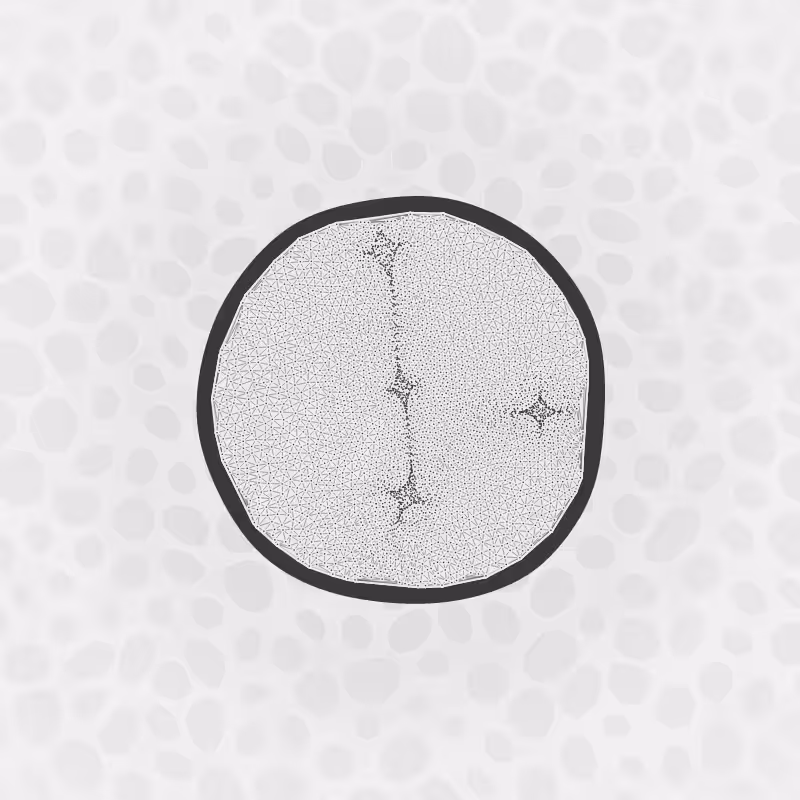 Protista #4