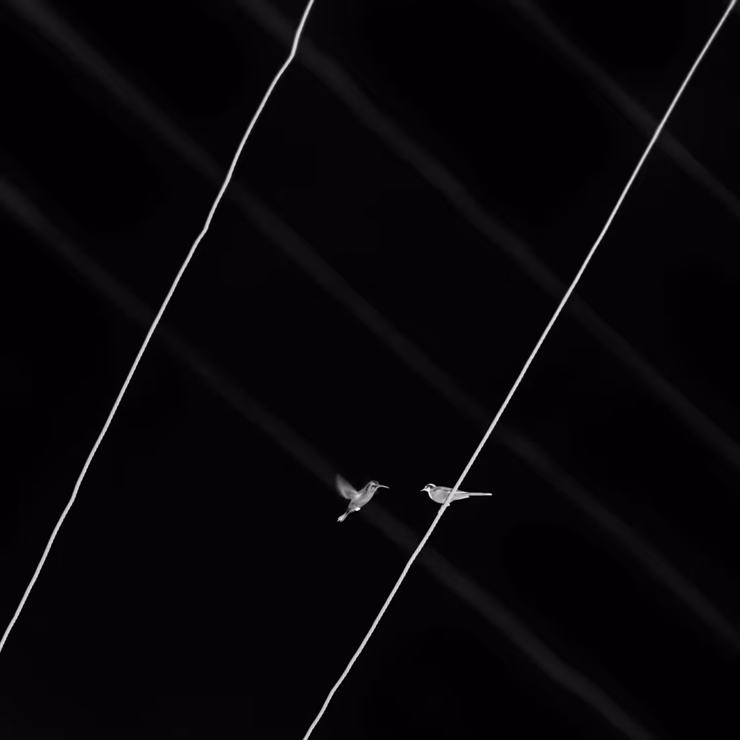 NEGATIVE #12