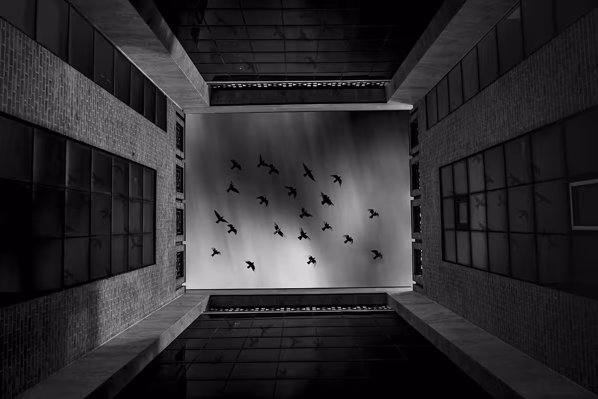 fly to freedom