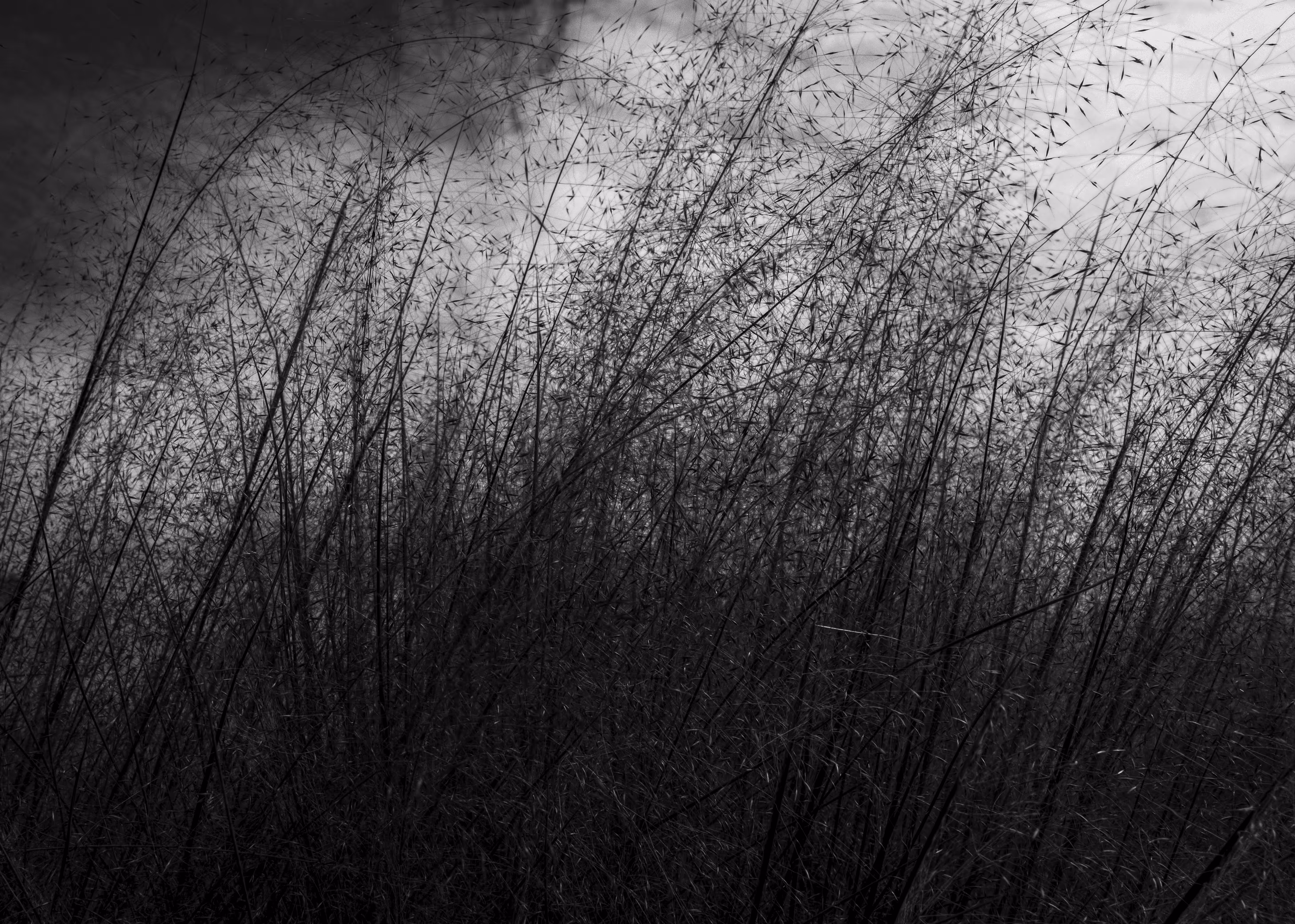 Field Of Umbra