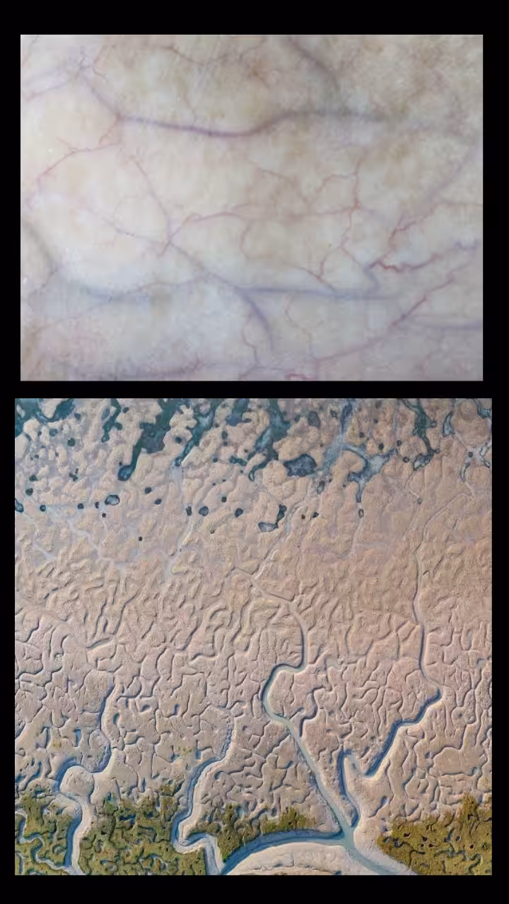 tributaries