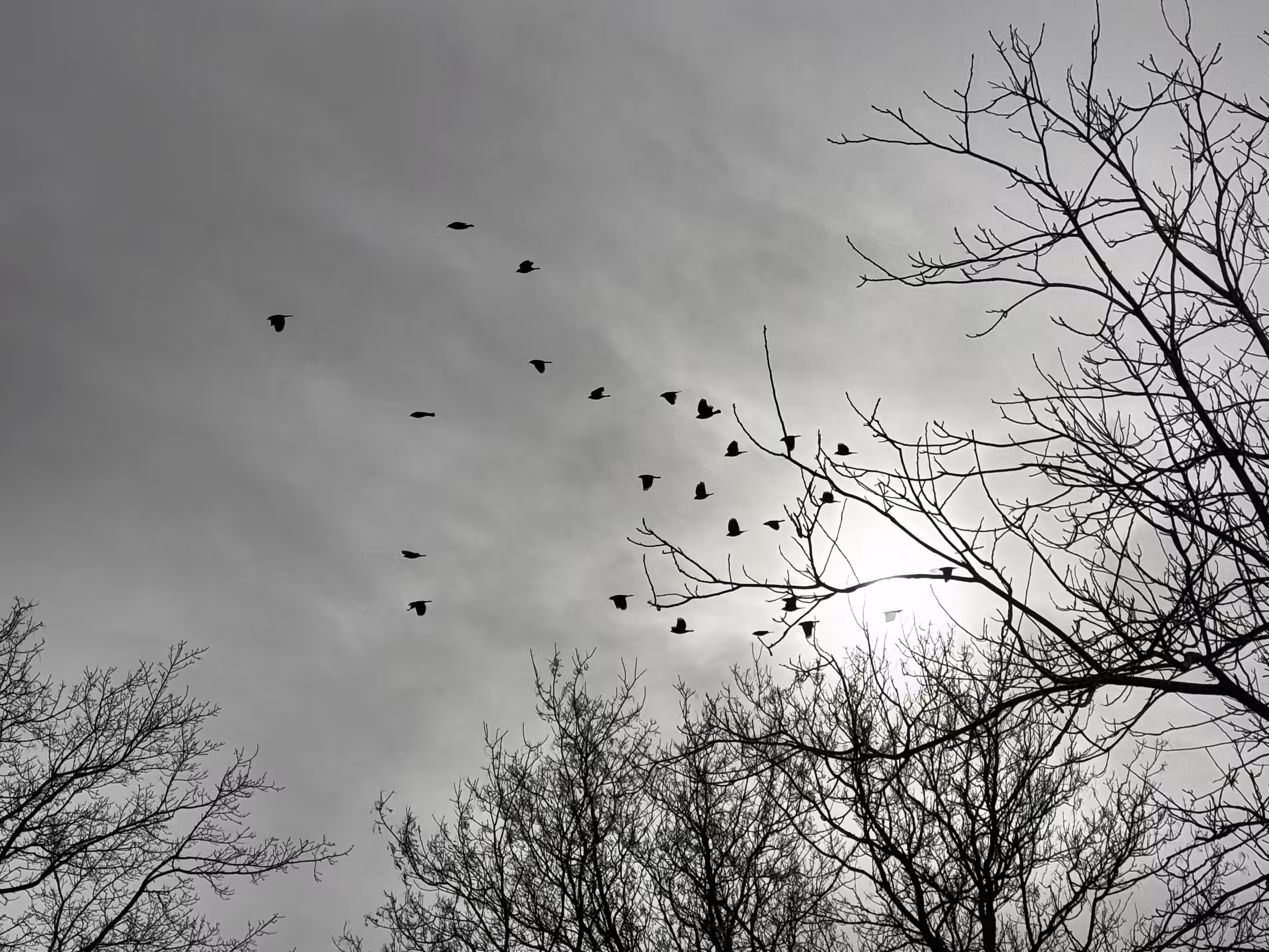 Black birds