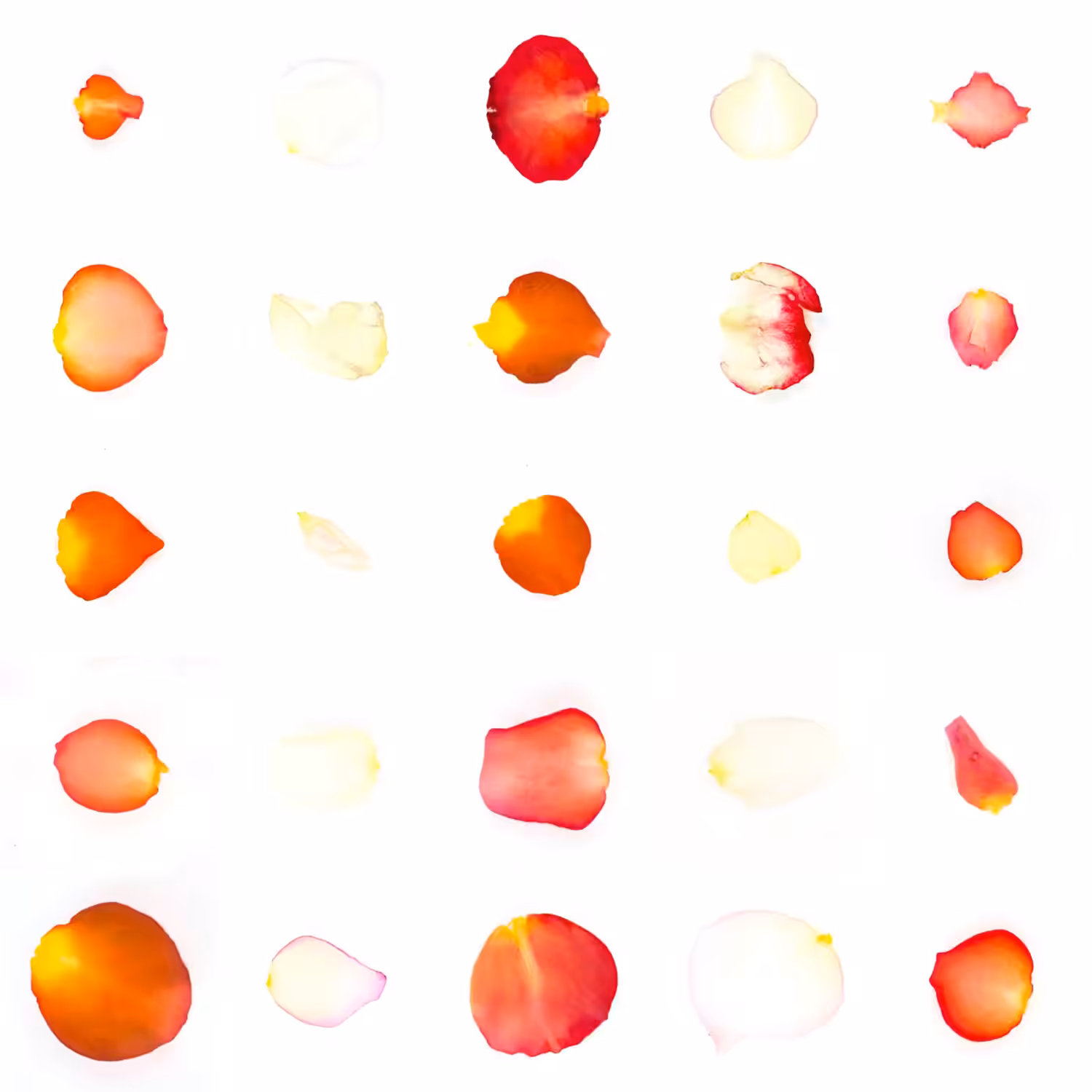 Infinite Petals 5x5#2887