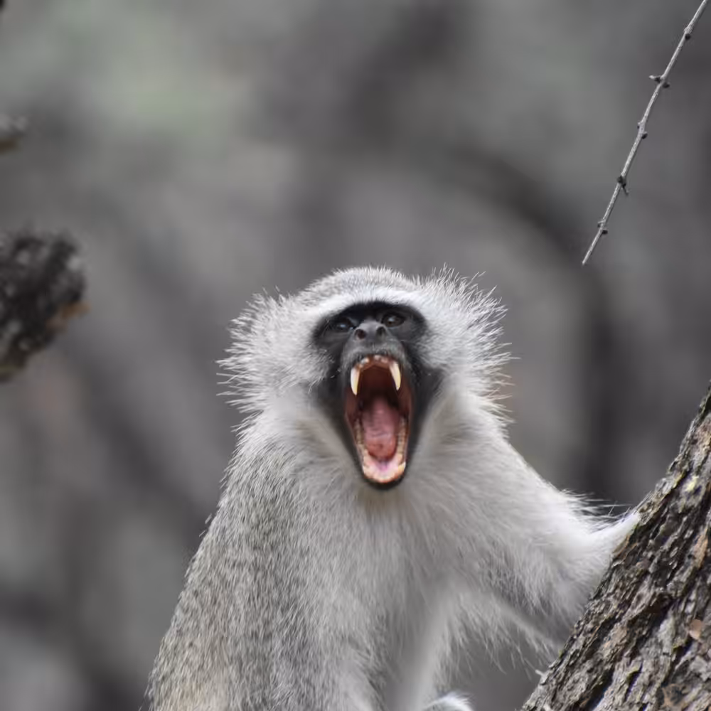 Monkey screaming #1