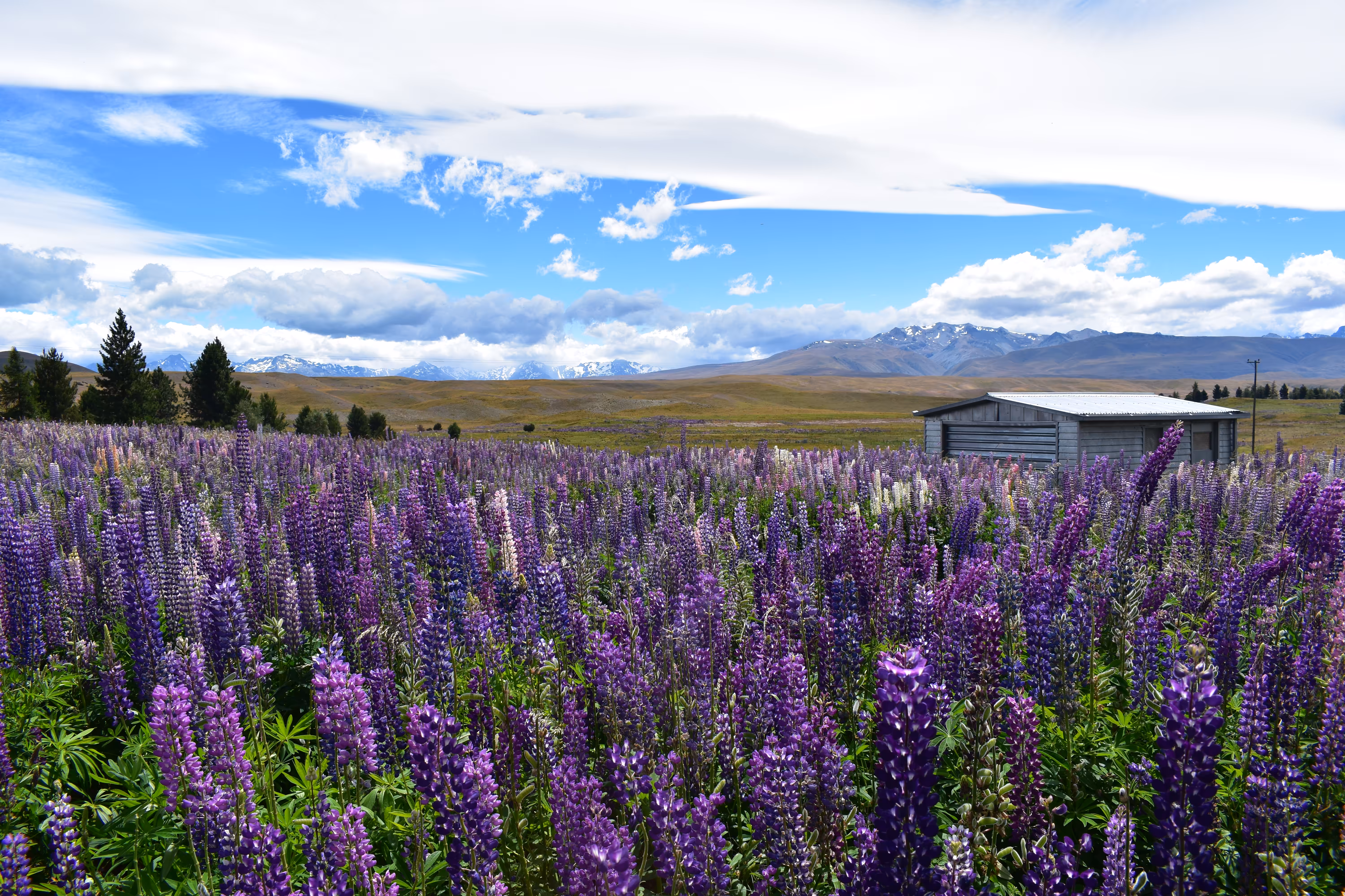 Lavender Fields Forever