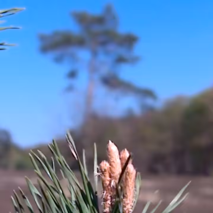 Pine [Lytro]