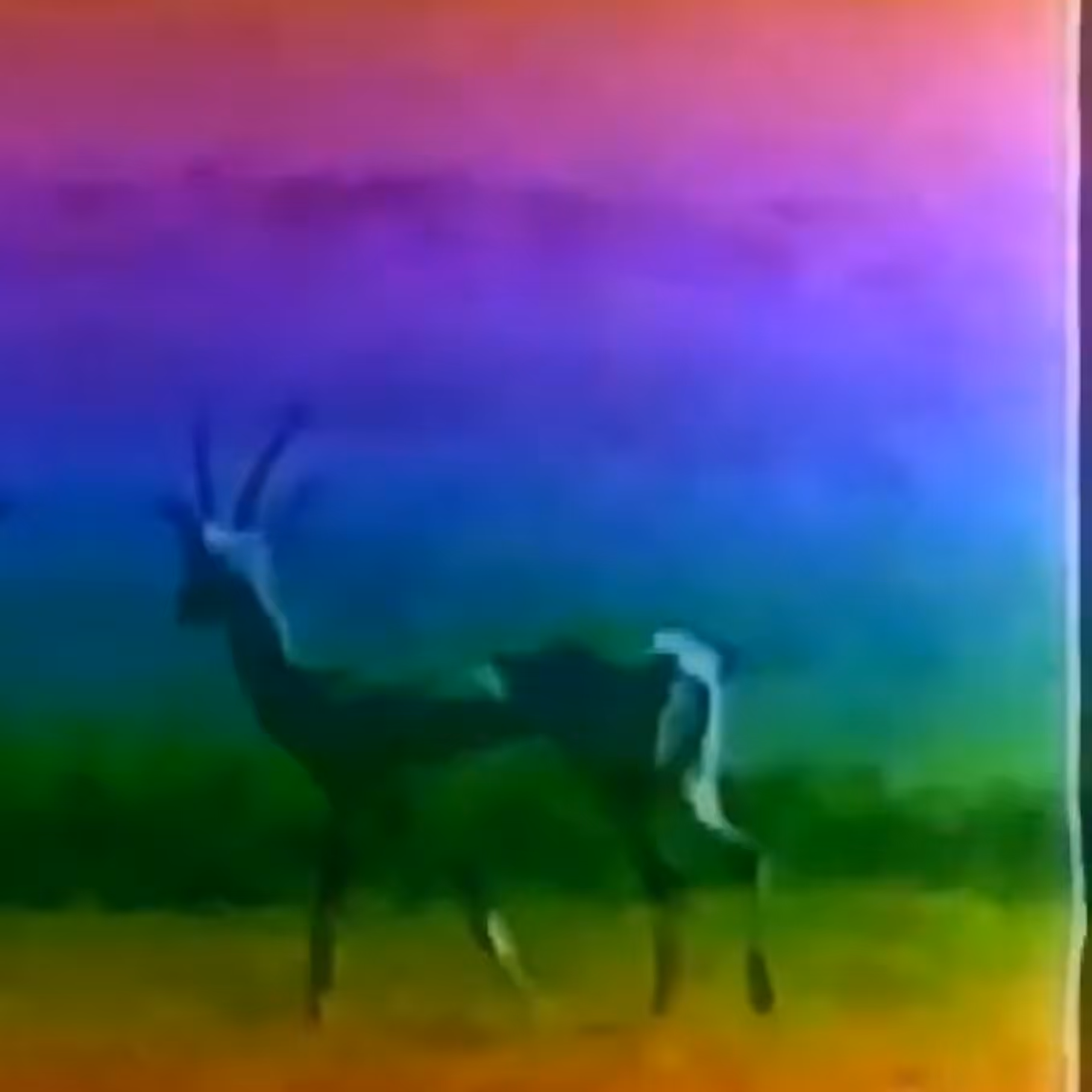 vhs dream 0029