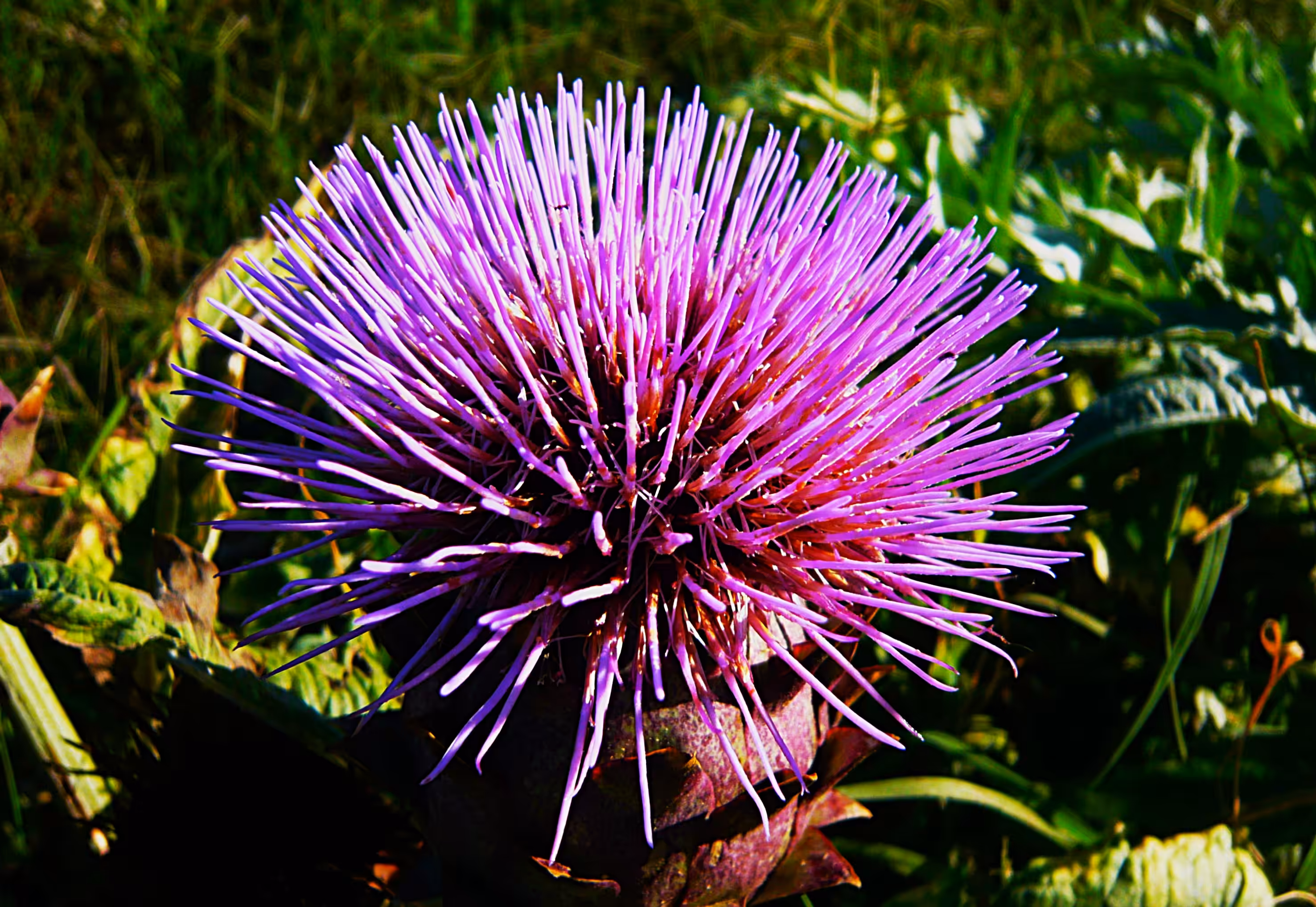 Melancholy Thistle