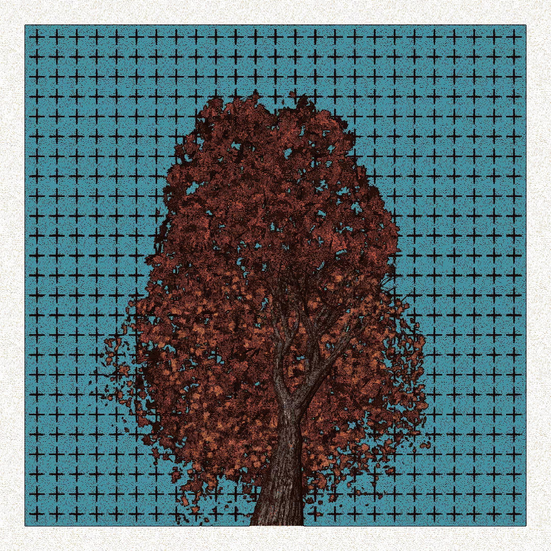 _argania[primaria] #149