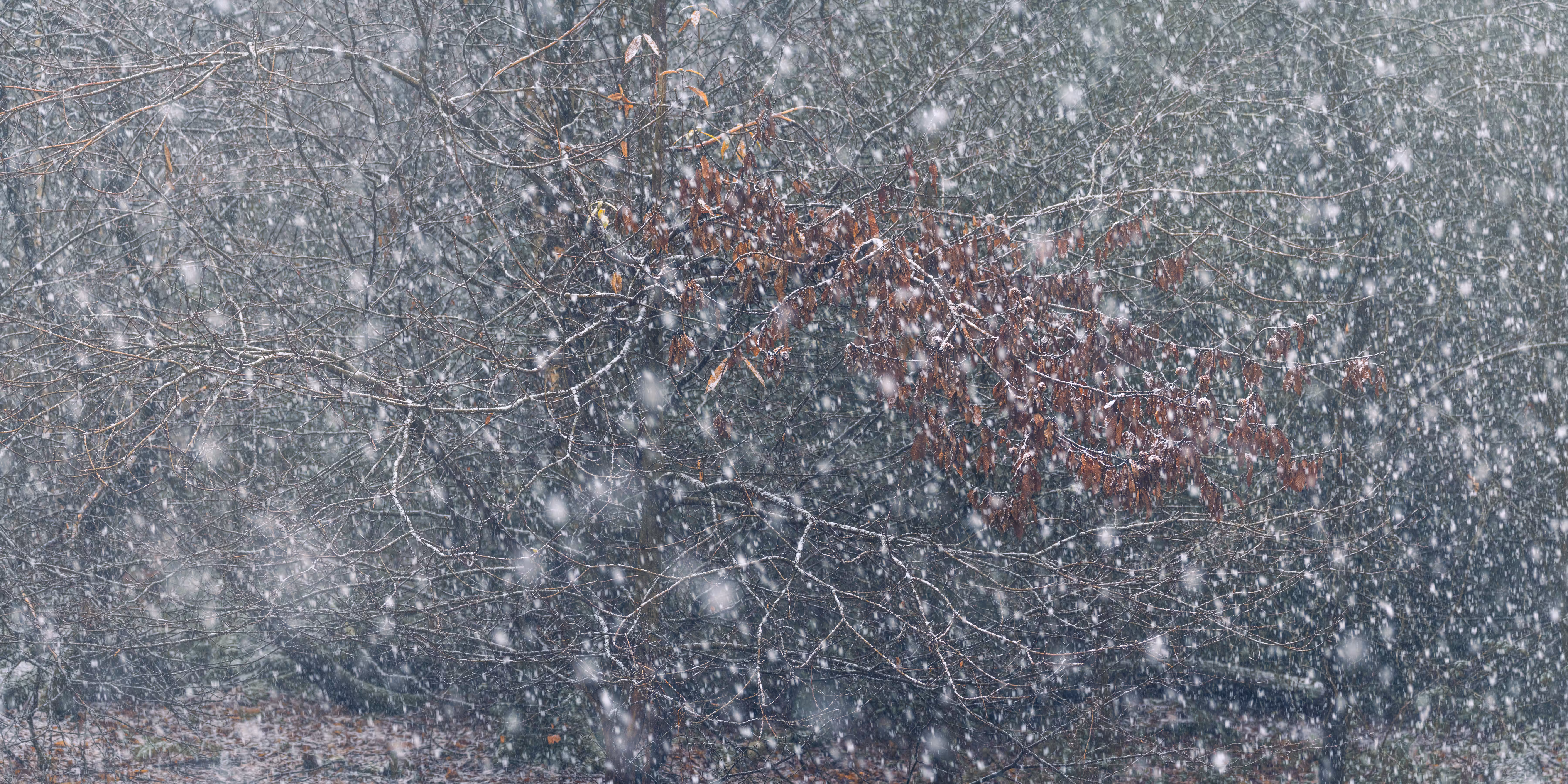 NETWORK FREEZE