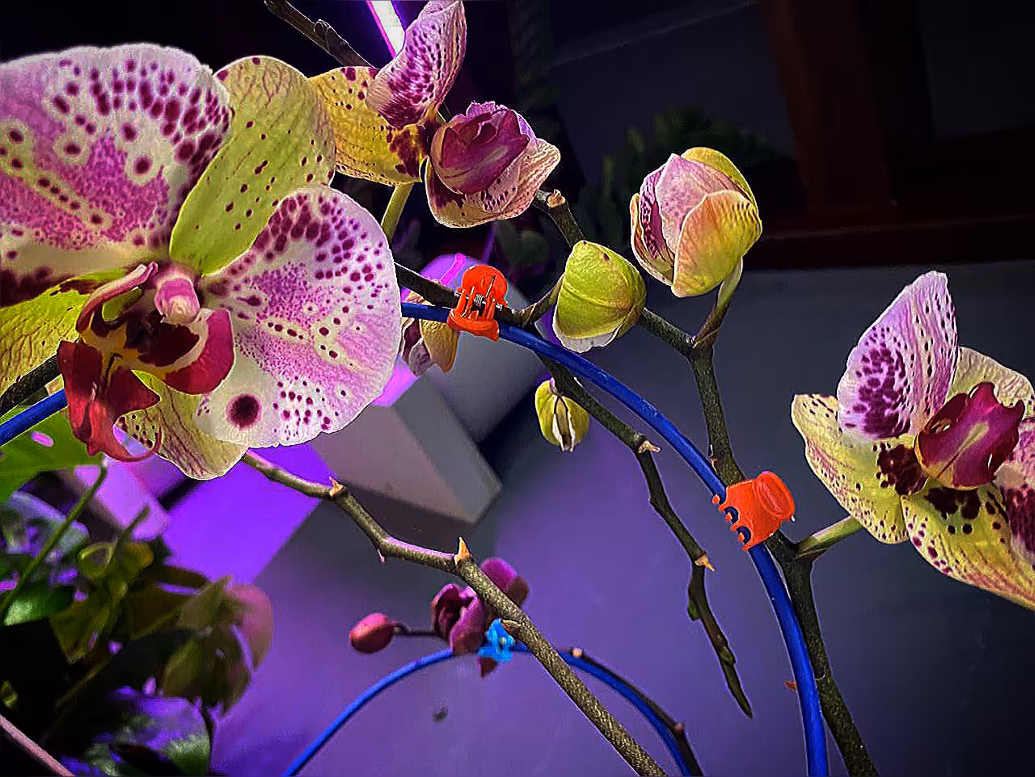 Wanton Orchids