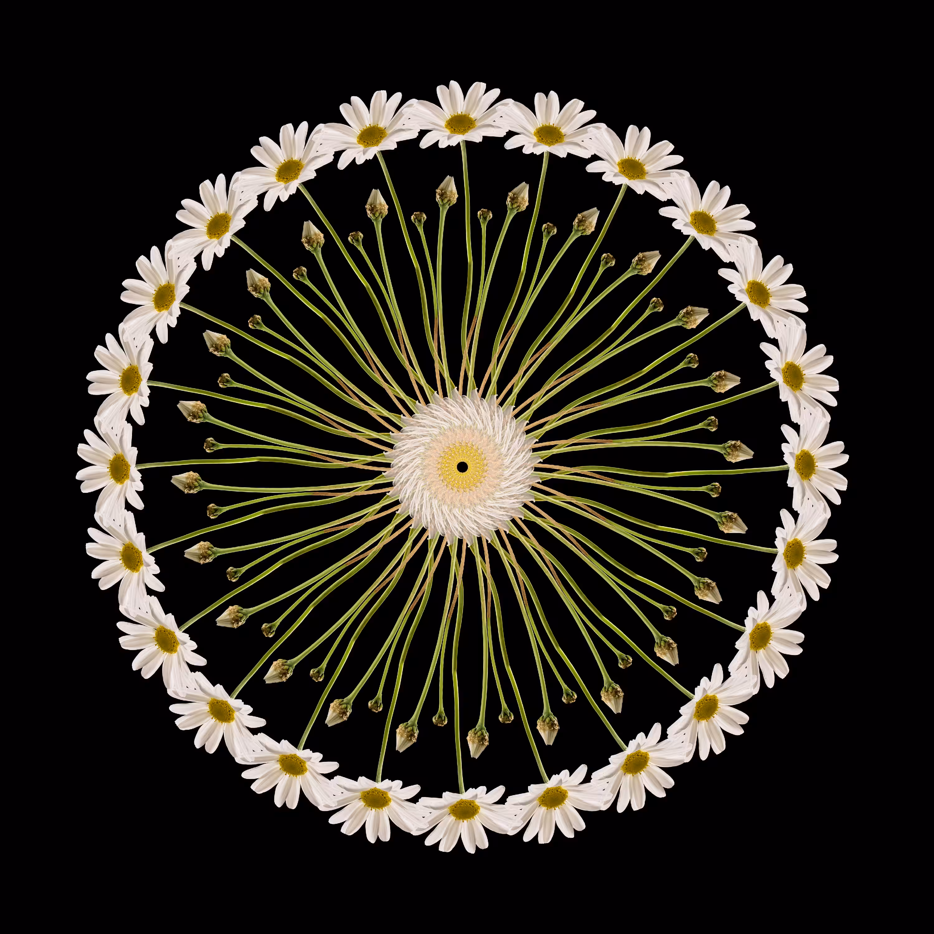Daisy Wheel