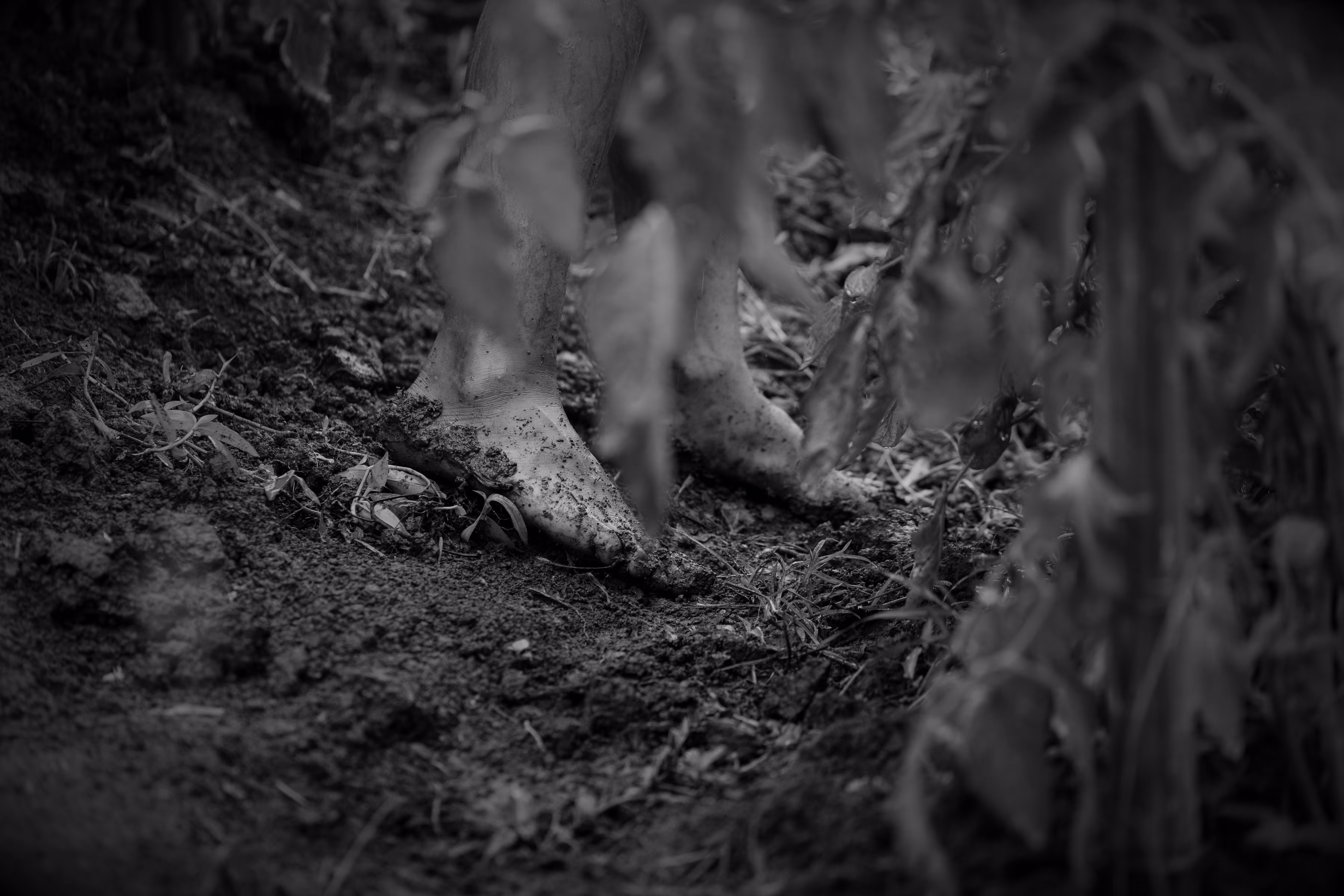 "The Fields of Grey Visual 15" Stay Grounded