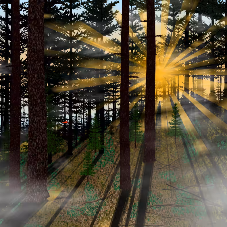 Forest Sunrise #41