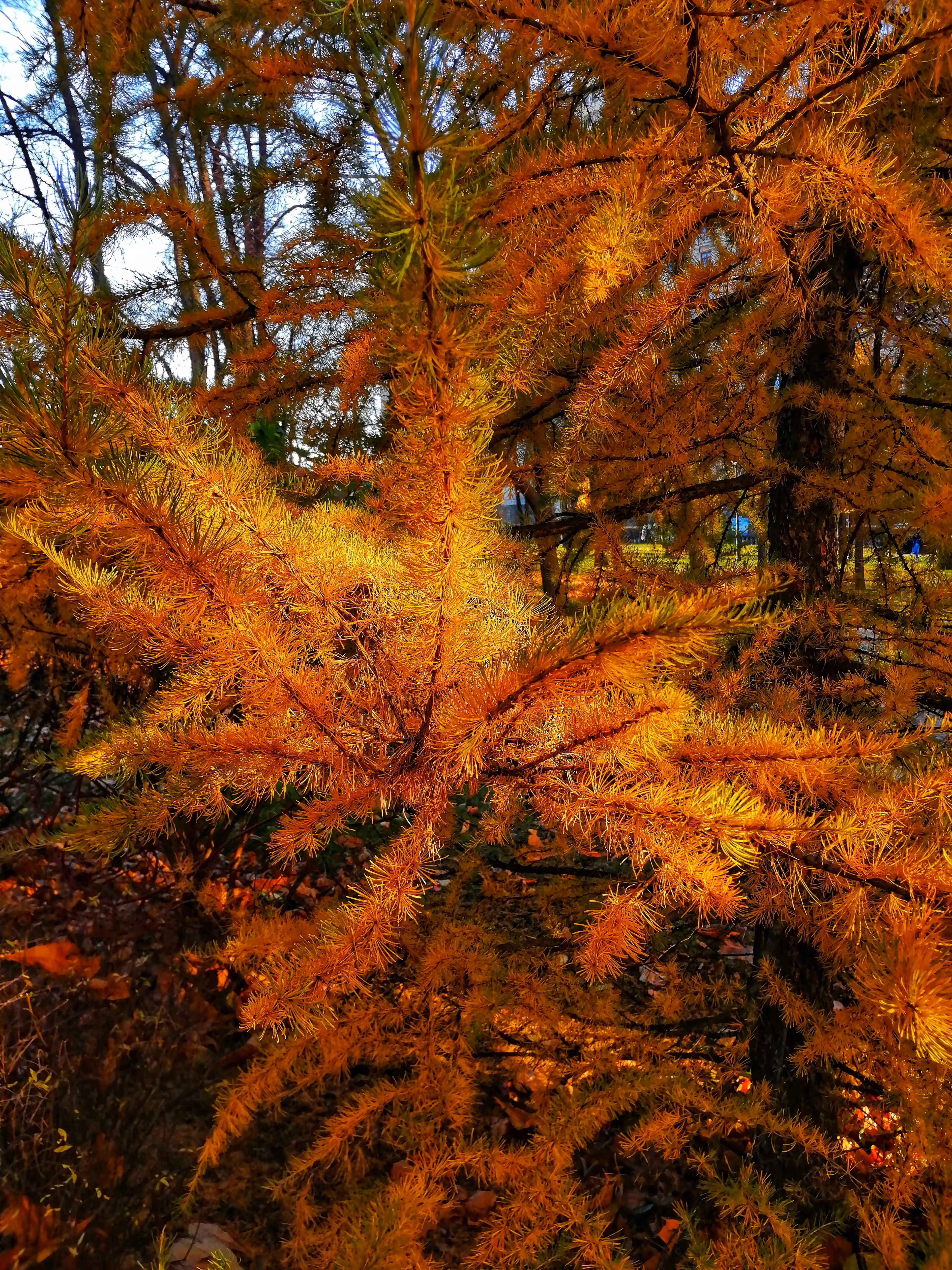 Magic of Autumn #5