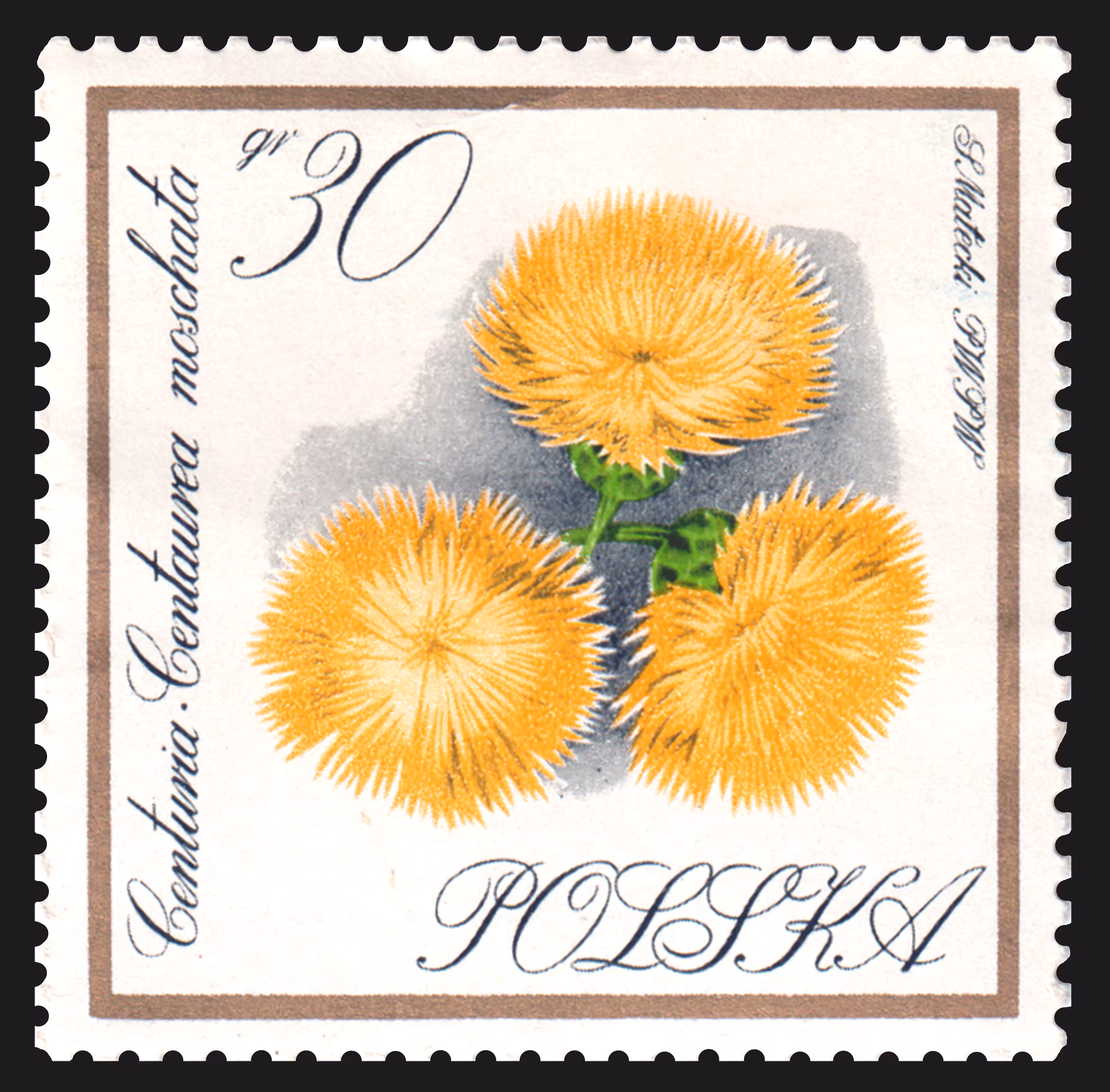 Series of postage stamps "Flowers". Postage stamp "Centuria - Centaurea moschata". Polska. 1966. 30 gr 