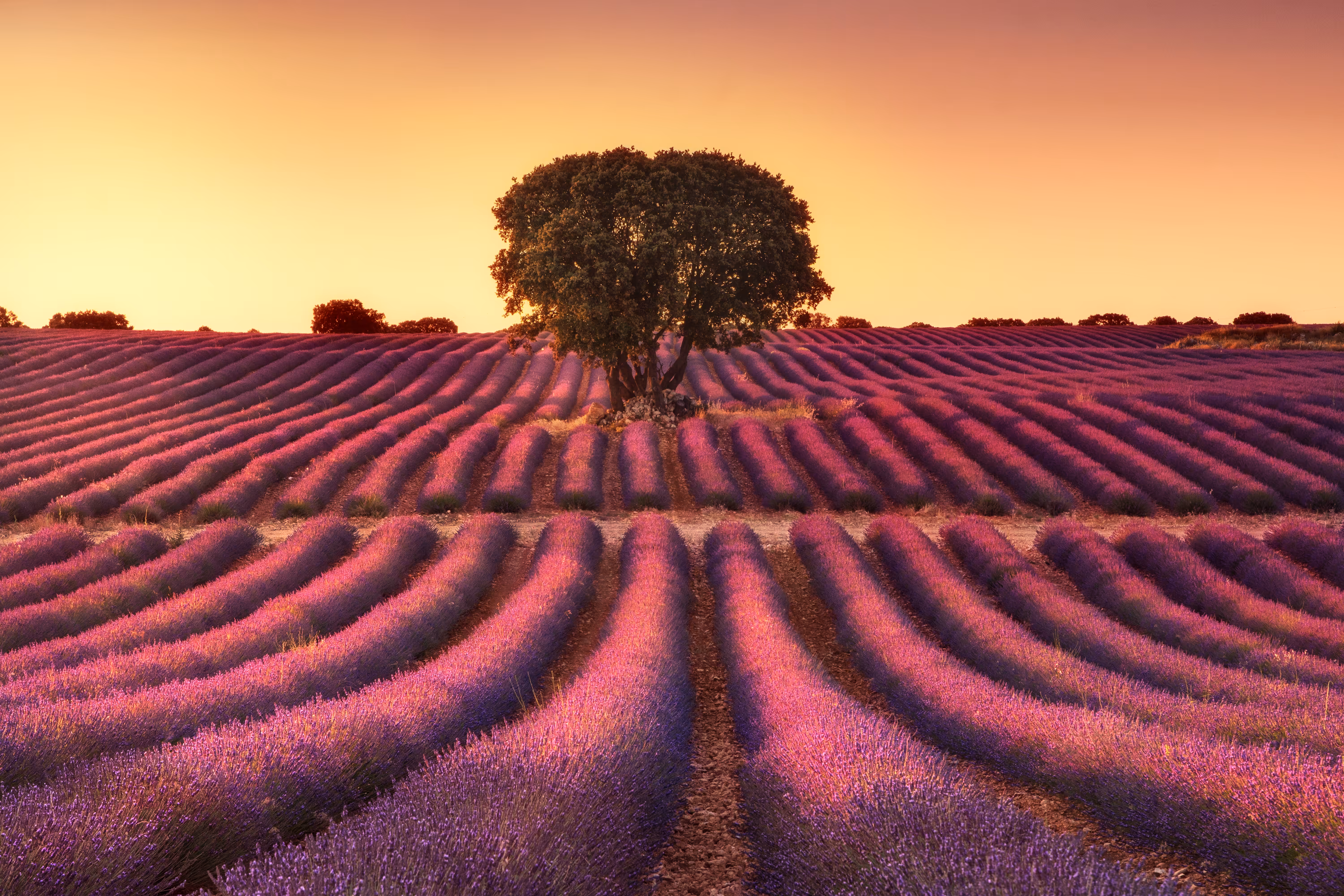 The Fleeting Beauty