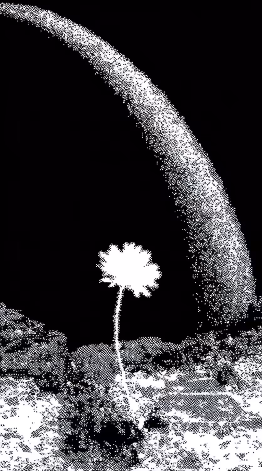 An Immaculate Flower