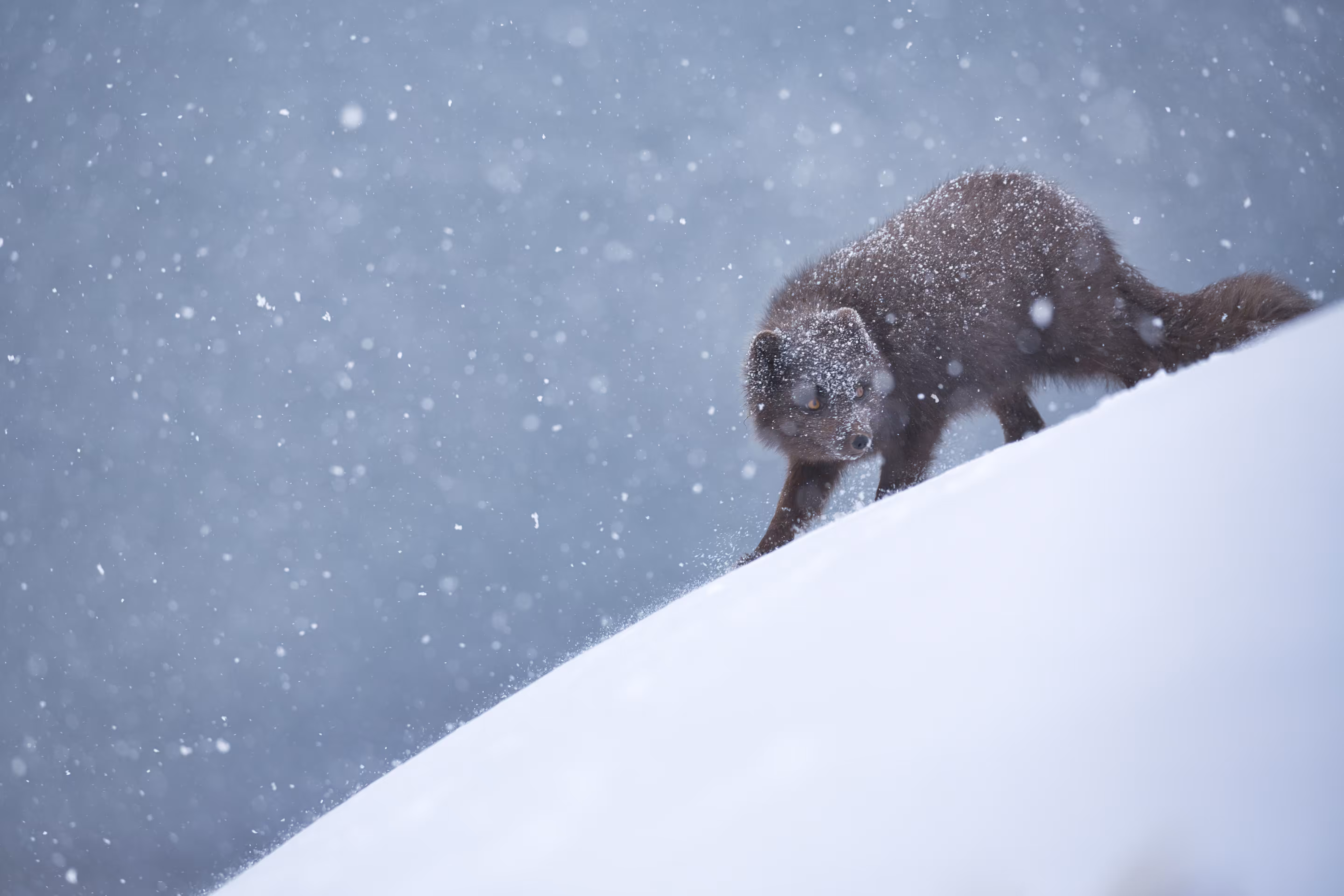 Melrakki Rare #2 - Let it snow