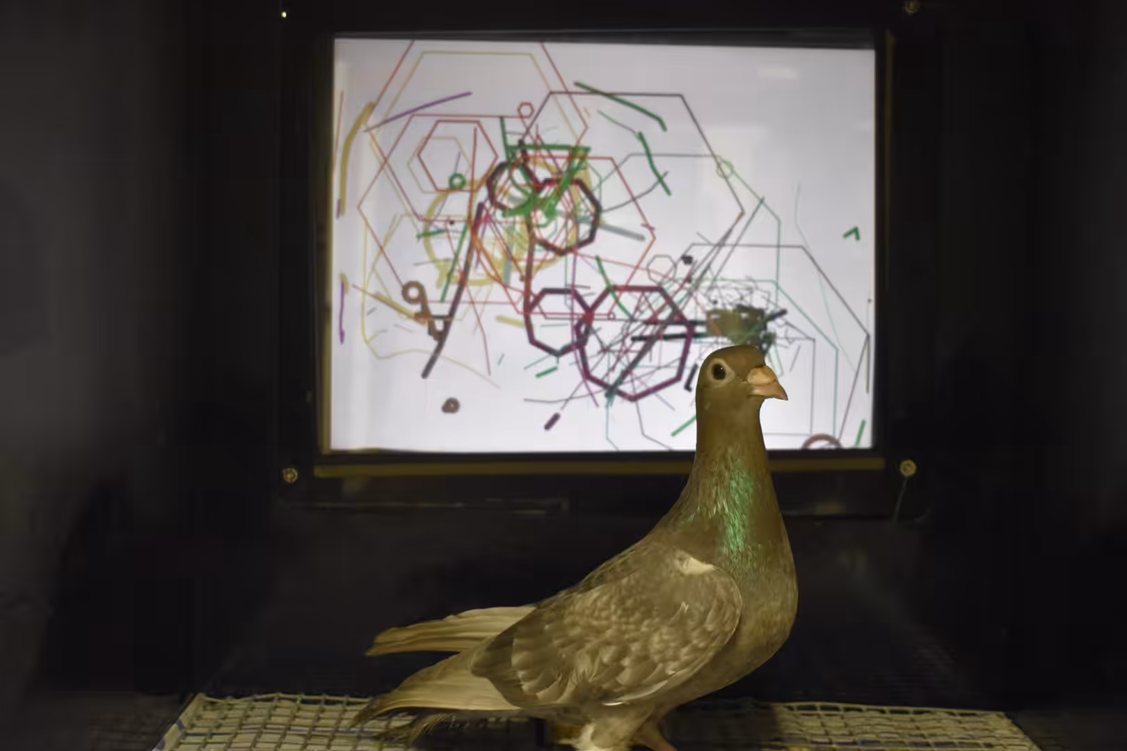 Darwin with masterpiece 2022