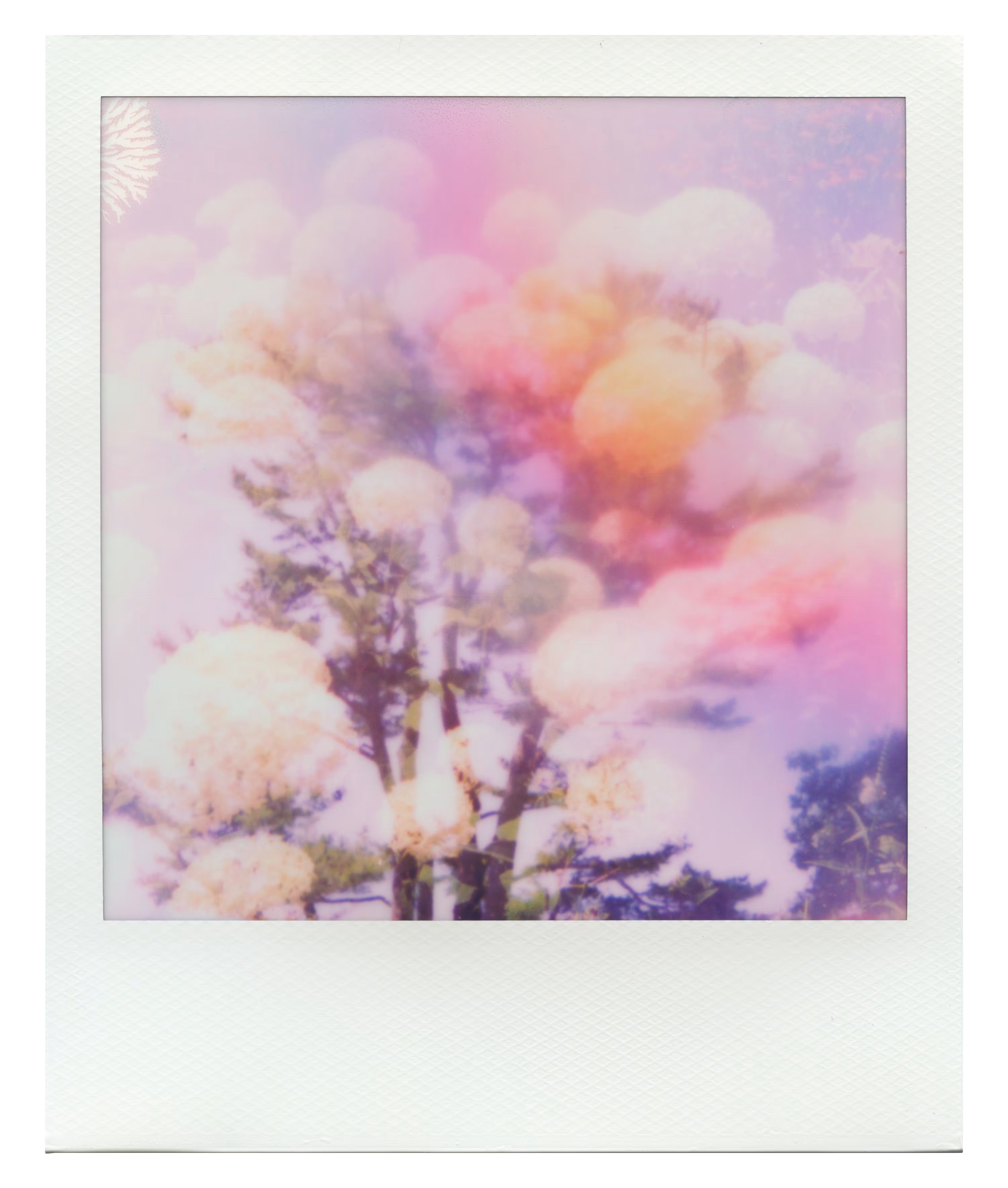 Endless Summer  |  3  | Manifestation