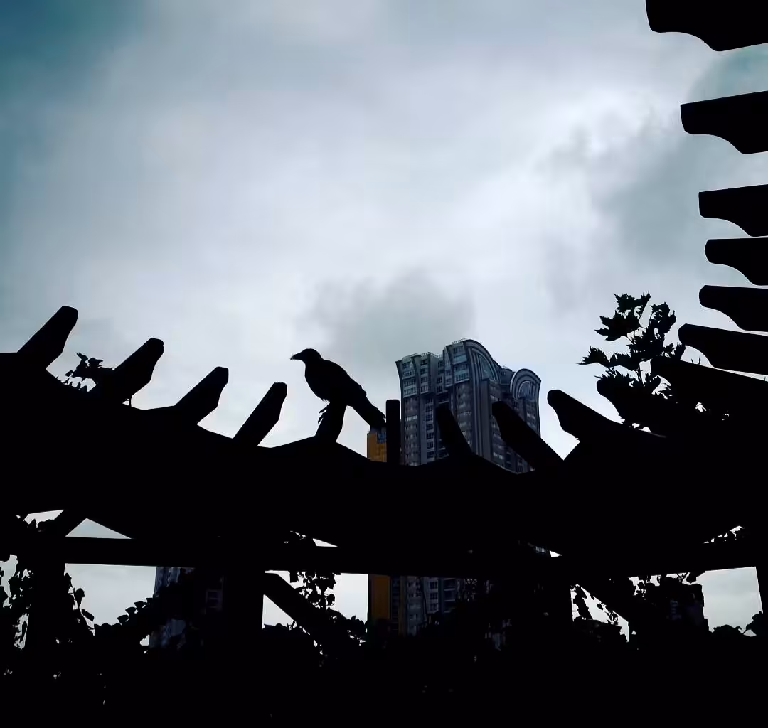 Ataşehir crows