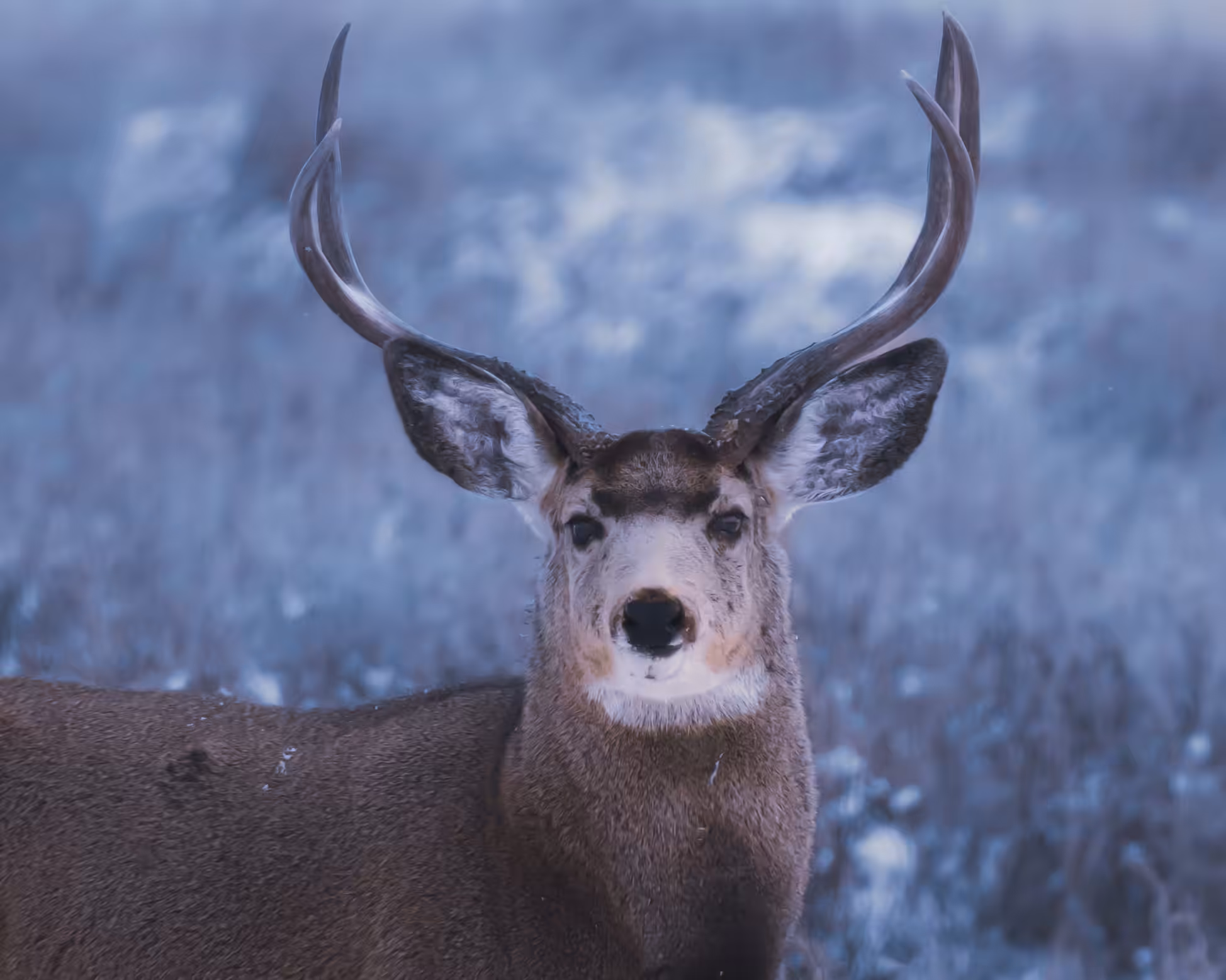 Frosted Bliss