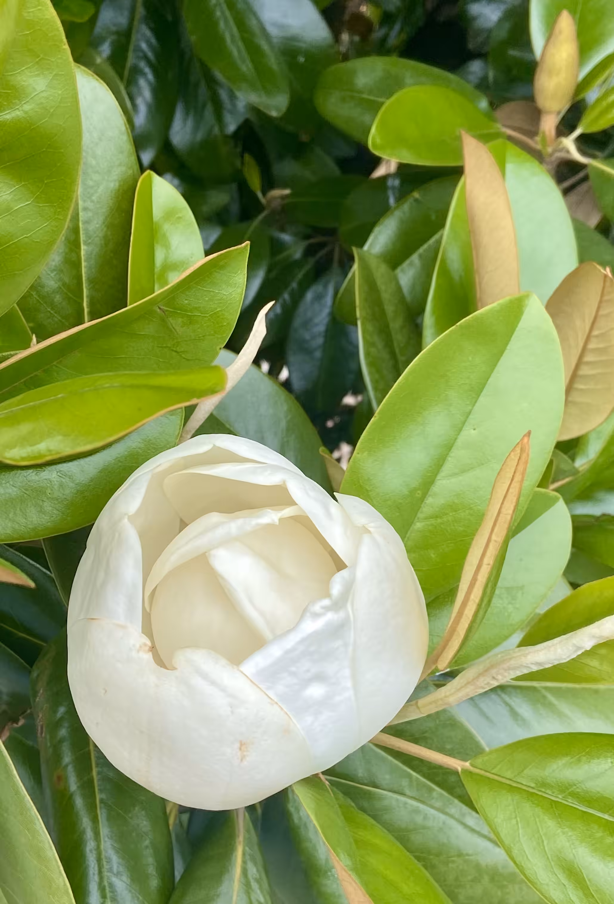 Magnolia Blossom - Solo
