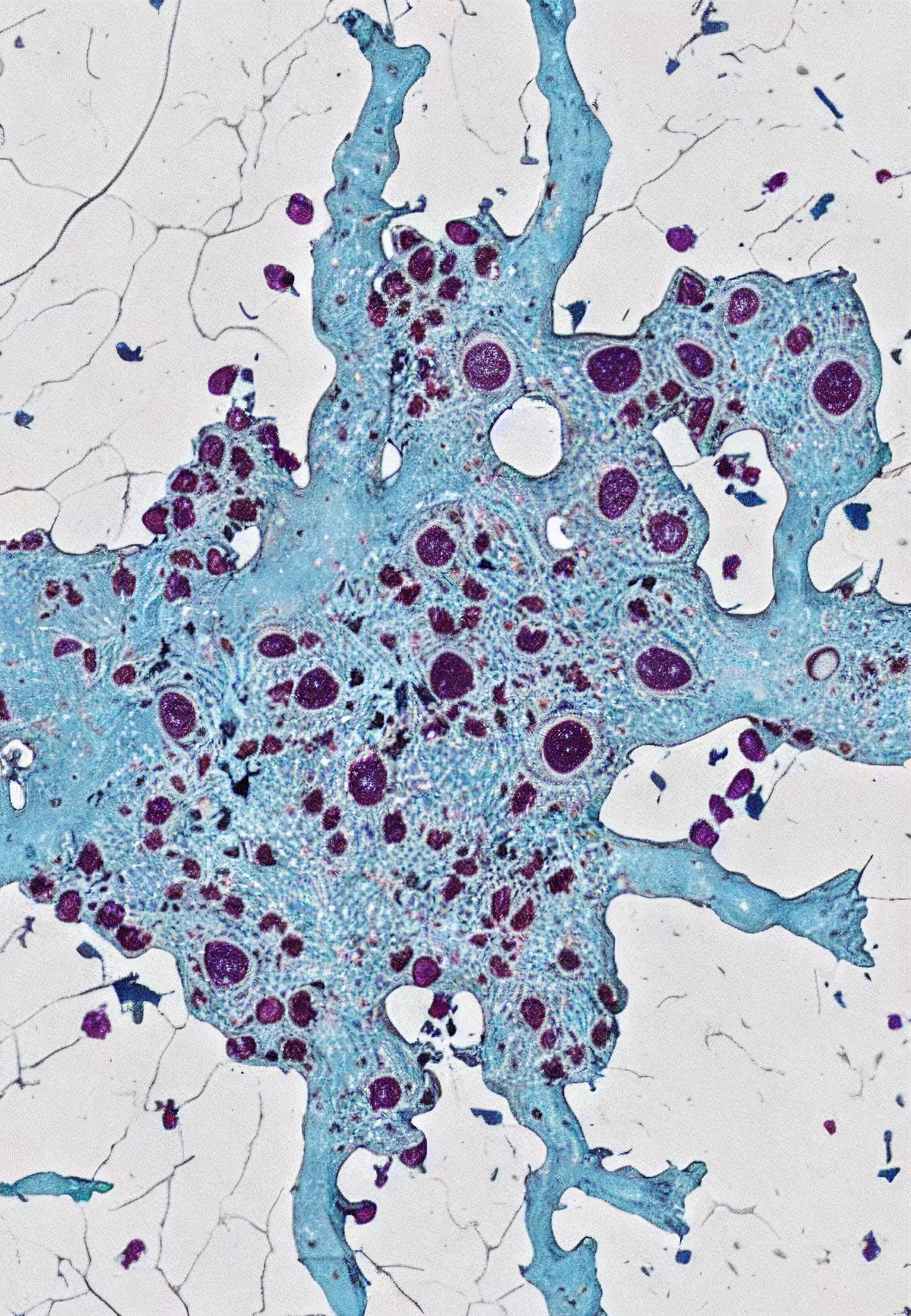 Histologia In Silico #8