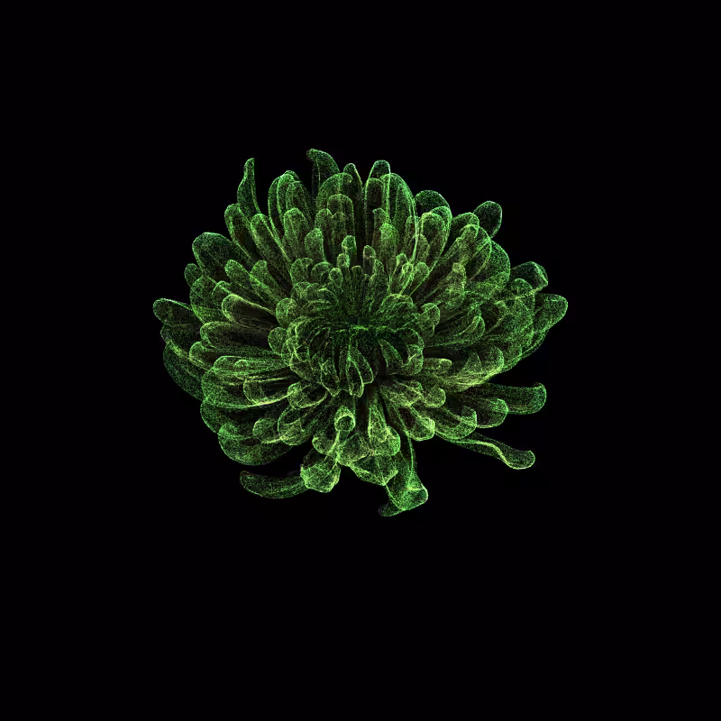 Chrysanthemum Morifolium 30 #98