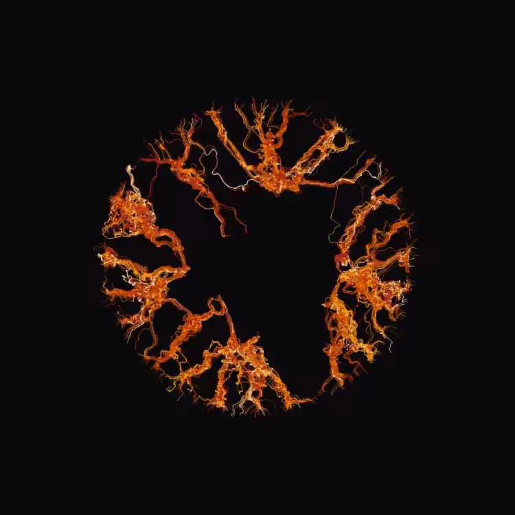 Ginseng #62