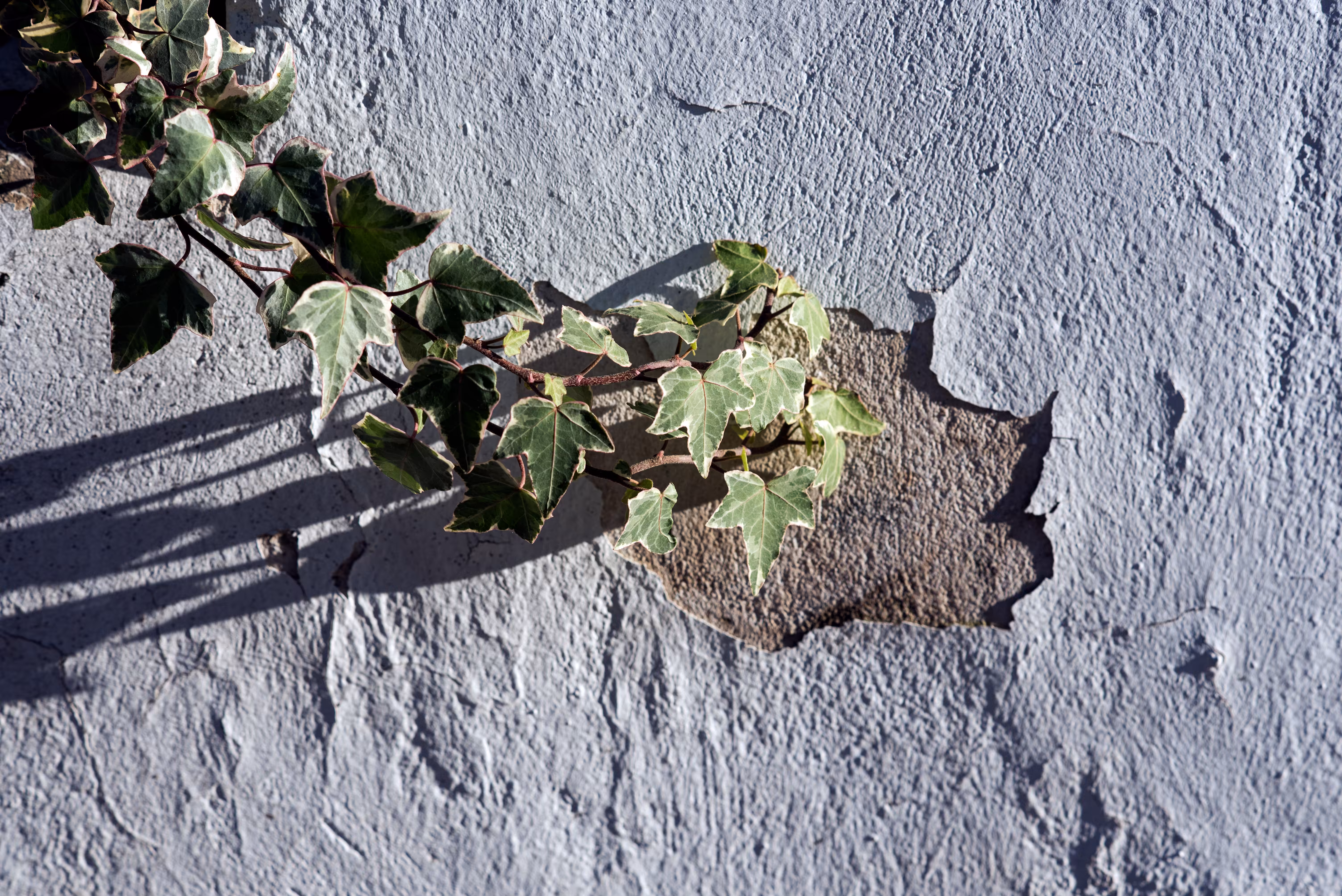 Ivy