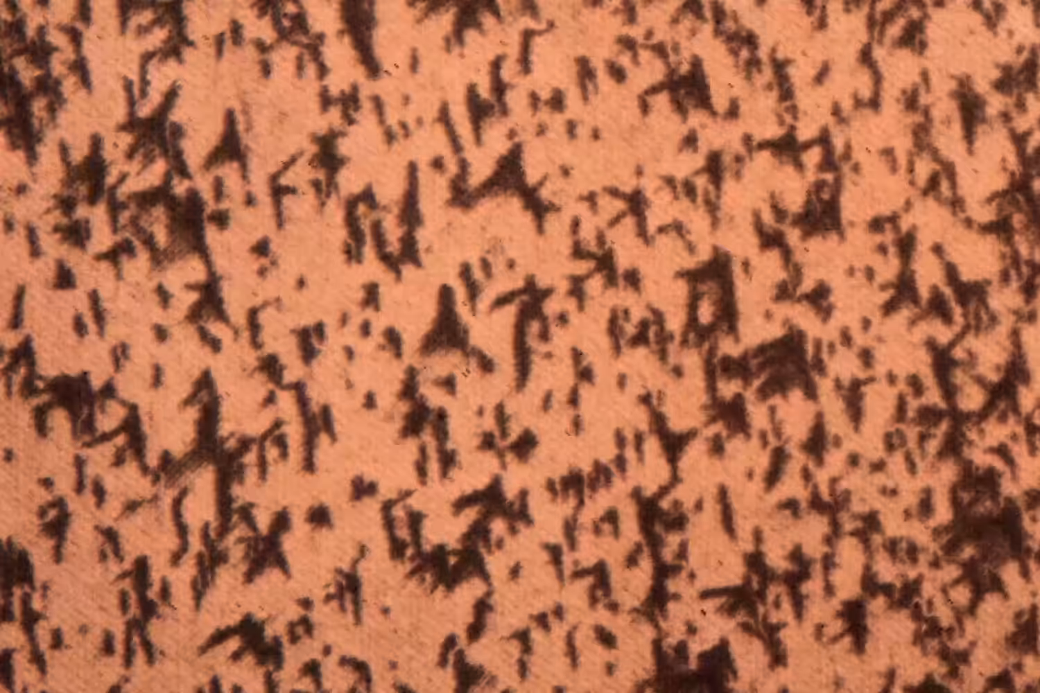 The Swarm 