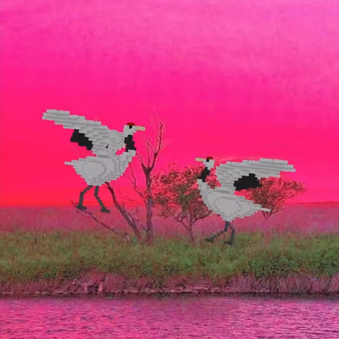 Courtship dance of the red-crowned cranes