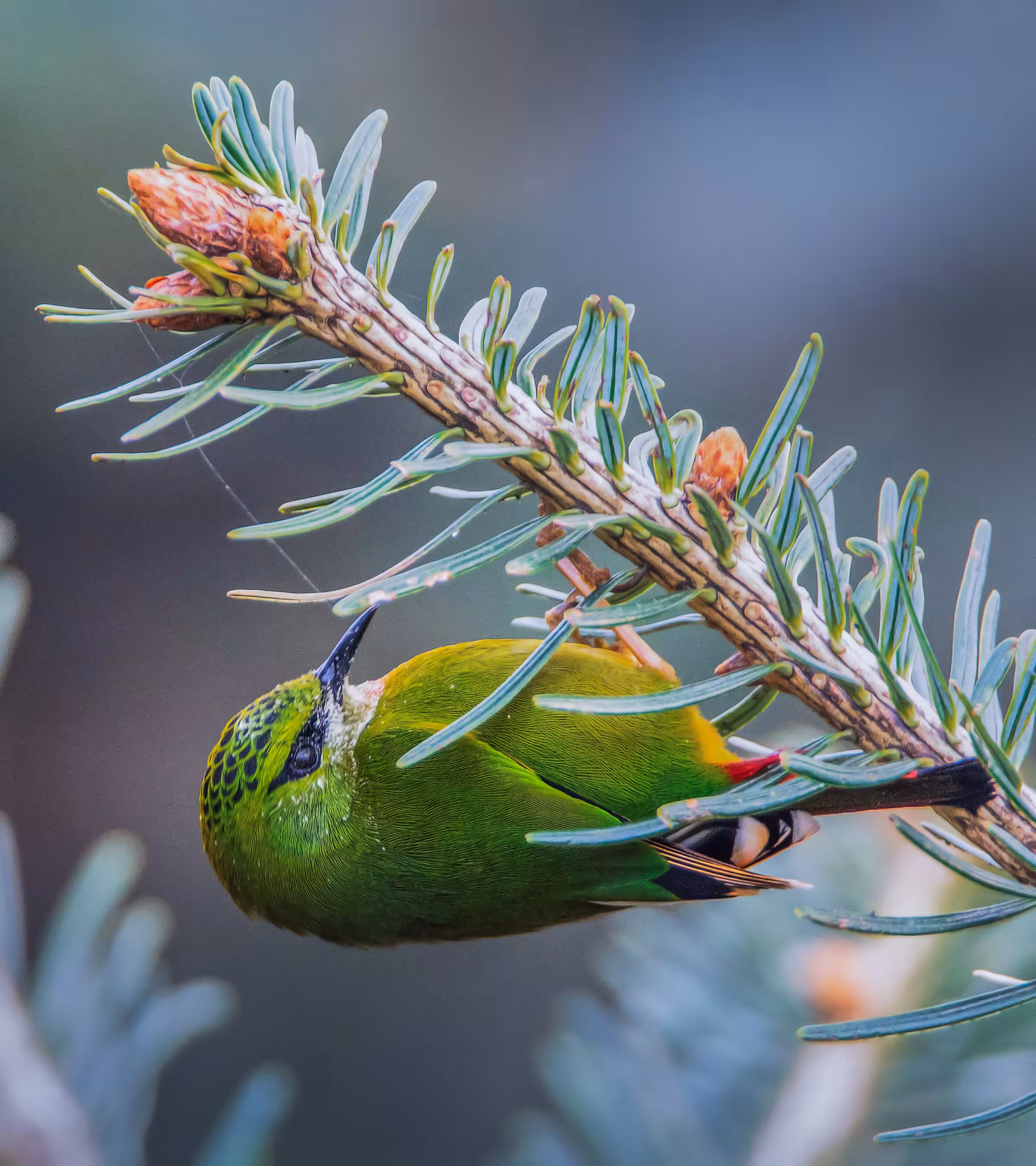 Fire-tailed Myzornis