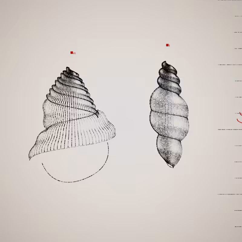Two Specimen #16