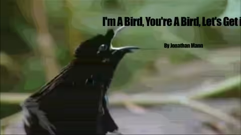 I'm a Bird, You're a Bird, Let's Get It On | Song A Day #00297